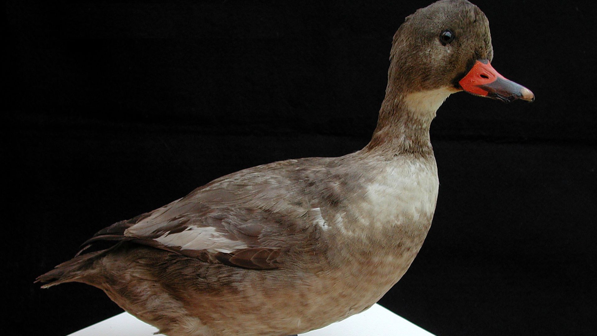 5. Canard du Labrador