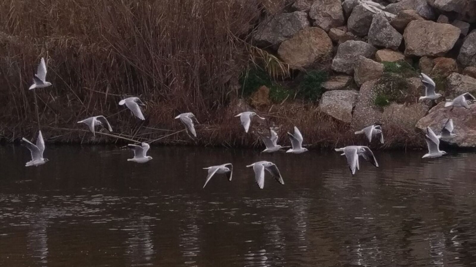 3. Birds Could Give A City Permission To Act