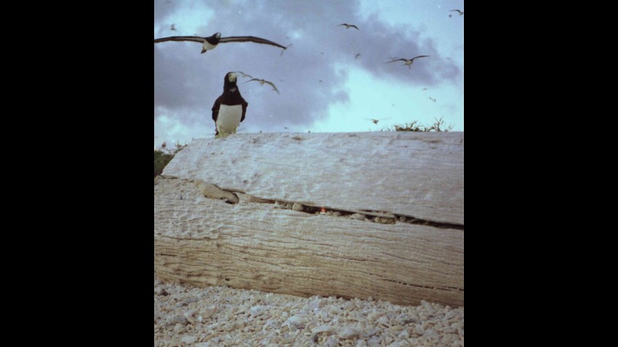 19. Observer les oiseaux rentrer chez eux pourrait permettre de découvrir une île