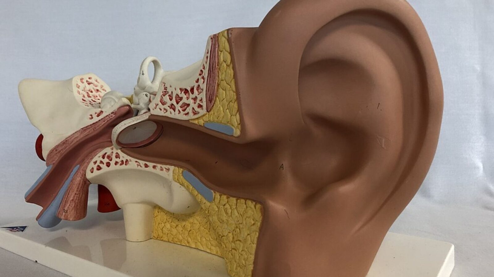4. Britain Went To War With Spain Over A Severed Ear