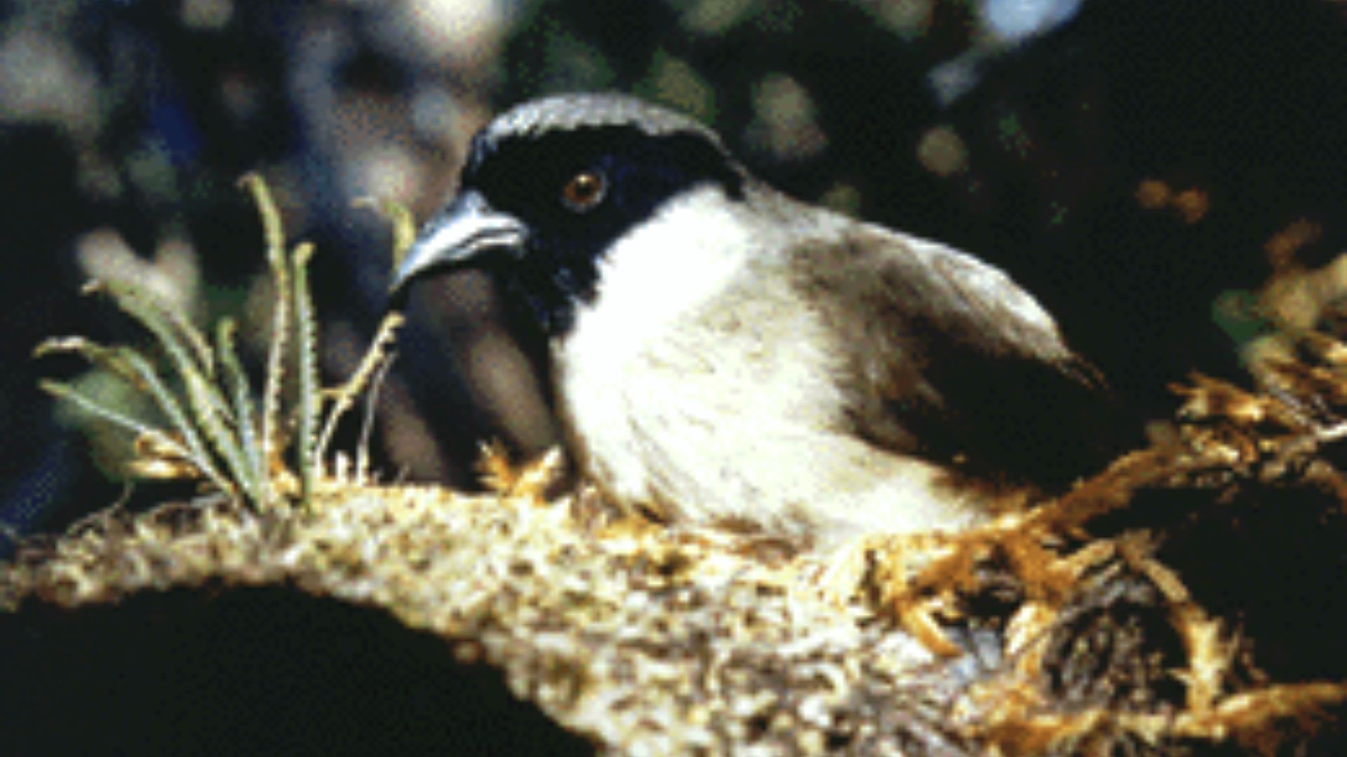 18. Poʻouli