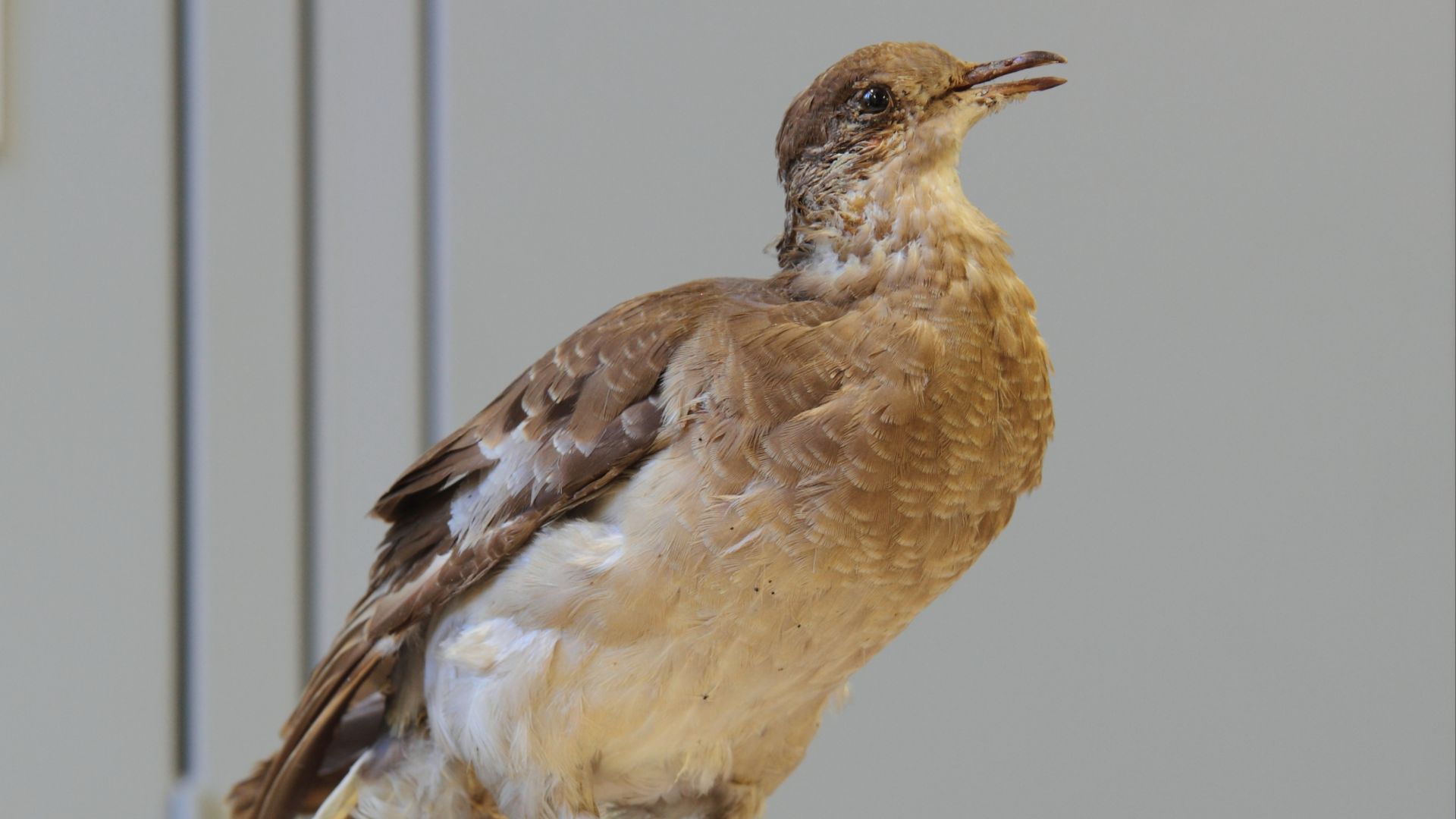 1. Le pigeon migrateur