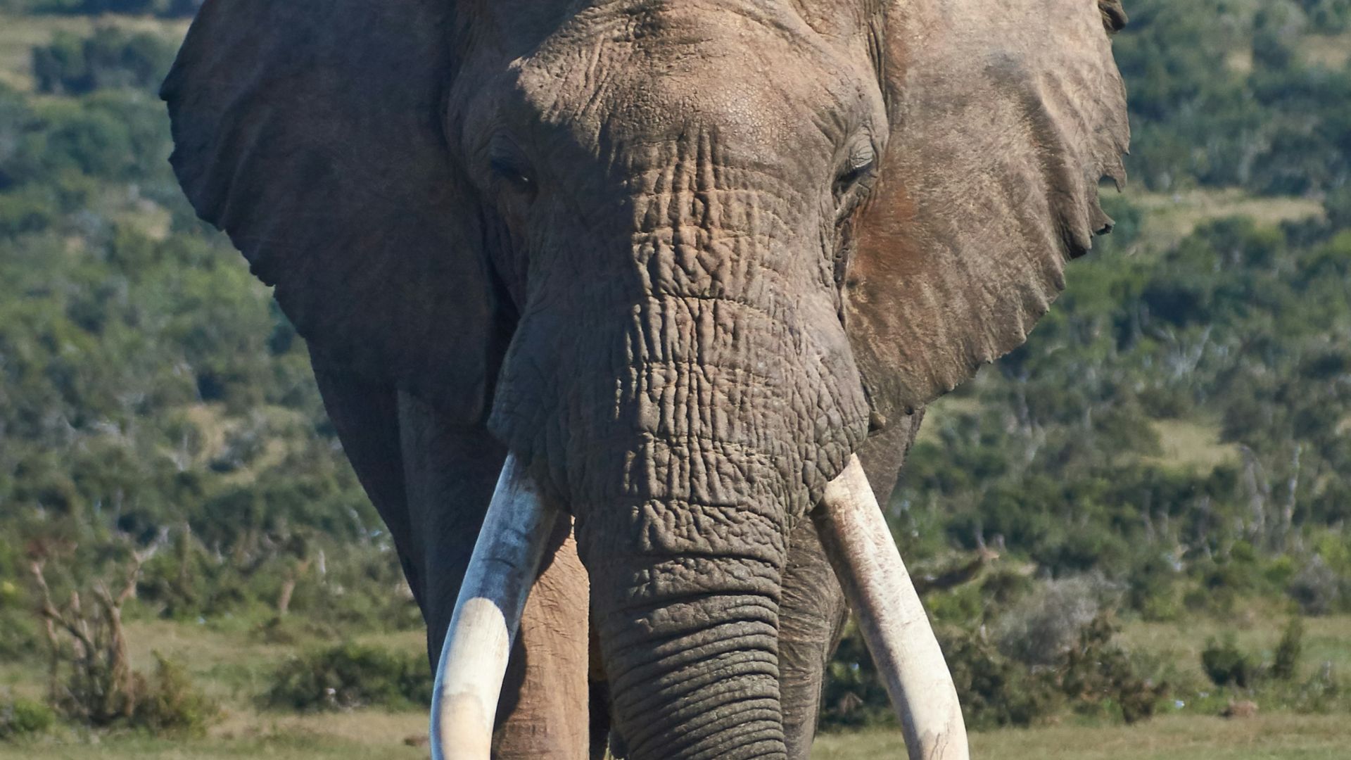 9. Les éléphants dans l'Inde antique