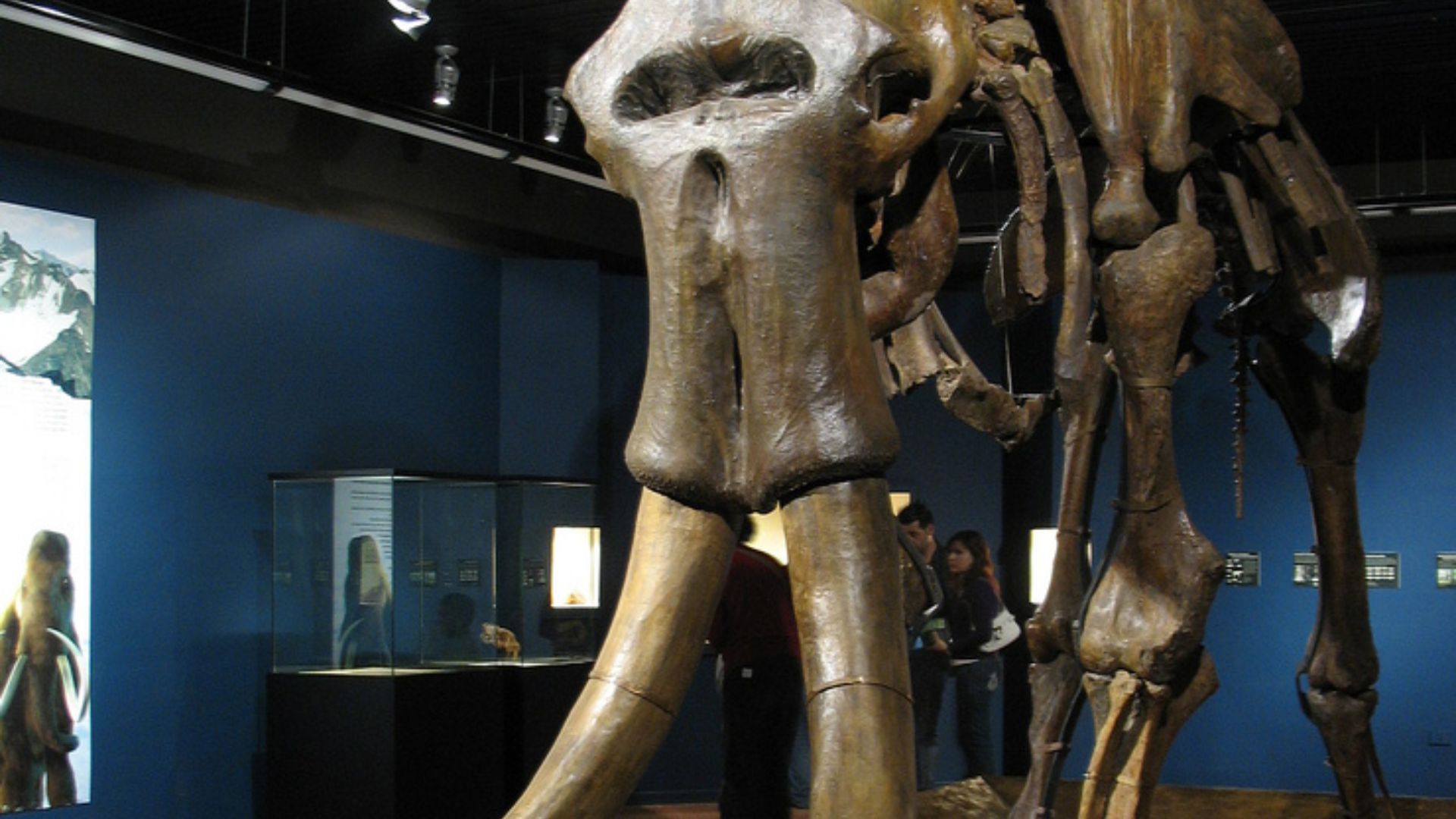 5. Les mammouths des steppes étaient plus grands que les éléphants d'aujourd'hui