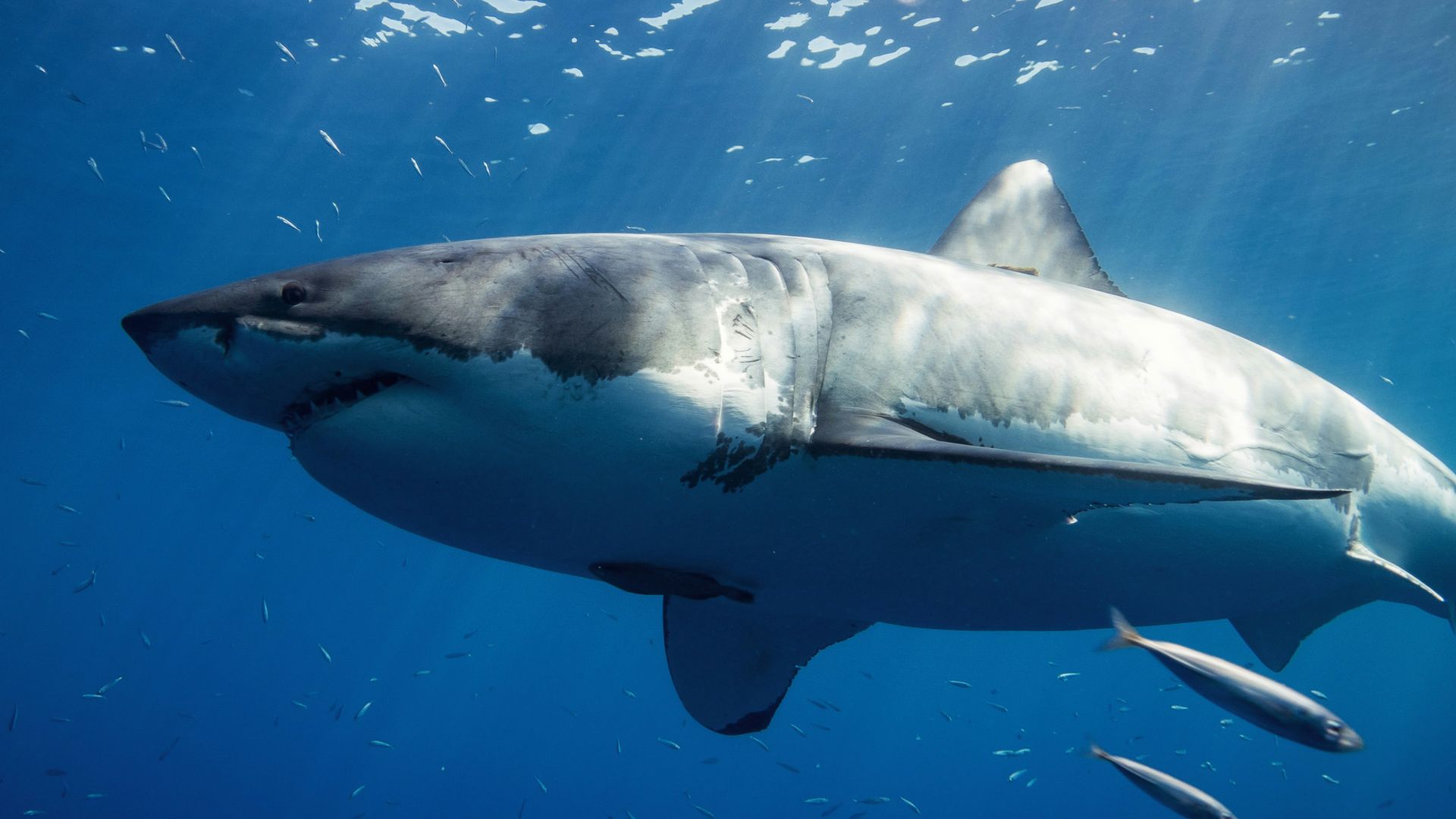 12. Les grands requins blancs ne se nourrissaient pas forcément d’aliments complètement différents