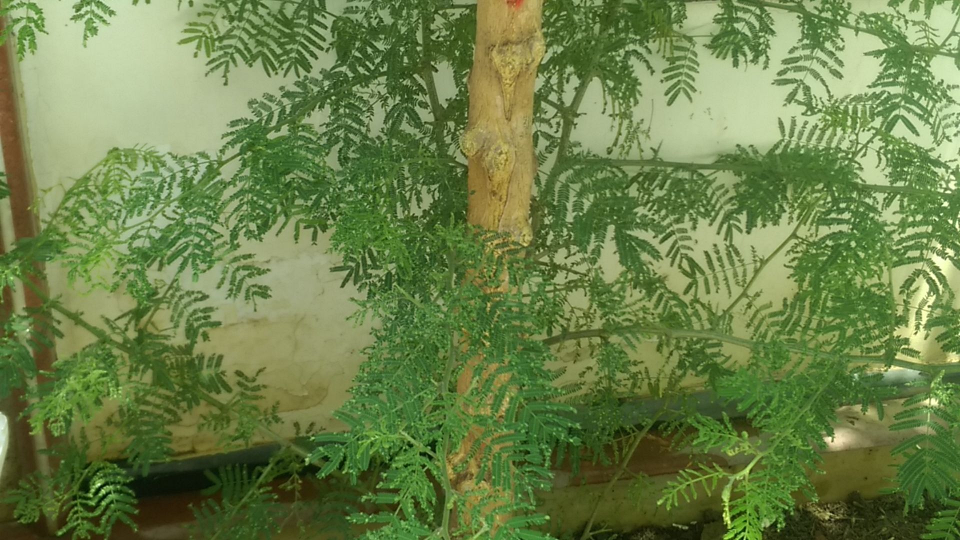 16. Les gens se sont rués sur des feuilles considérées comme de l'or