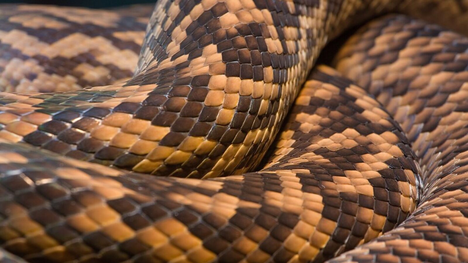 4. Cats Protected People From Deadly Snakes