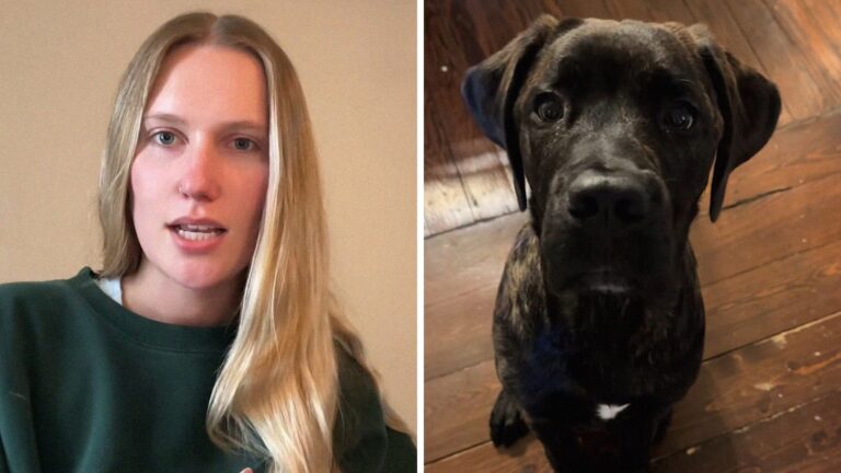 Woman pets her dog Moose. Then she notices something unusual in his ears: ‘Dog groomer here… I see that on SO MANY big breeds’