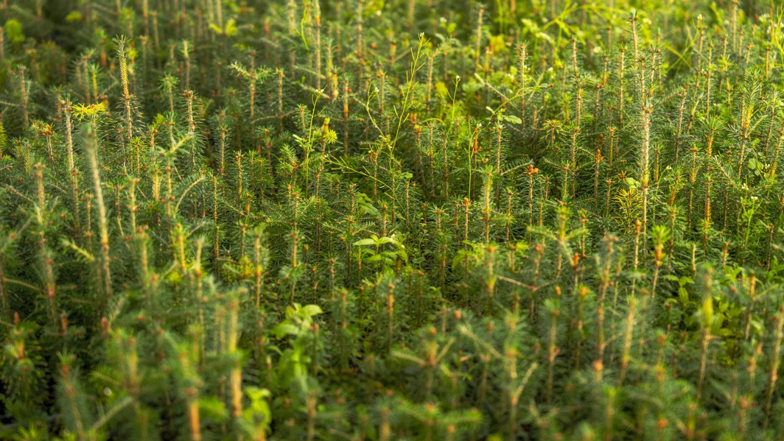 15. L'arbre planté pour grandir aux côtés d'un enfant