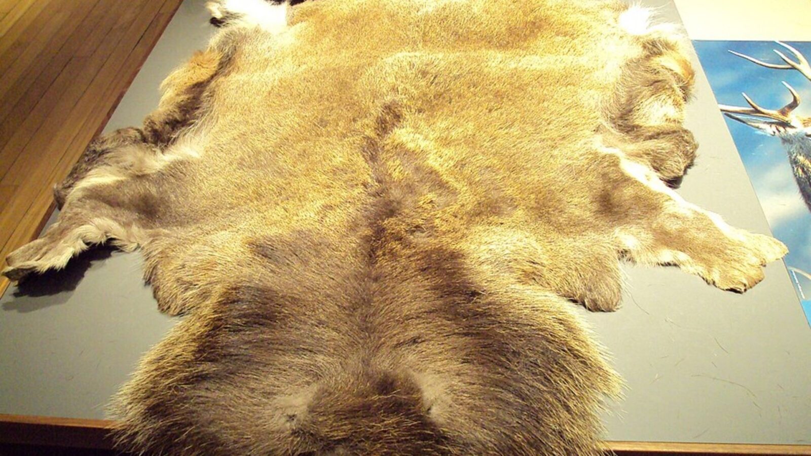 15. Ancient China Printed Money On Deerskin