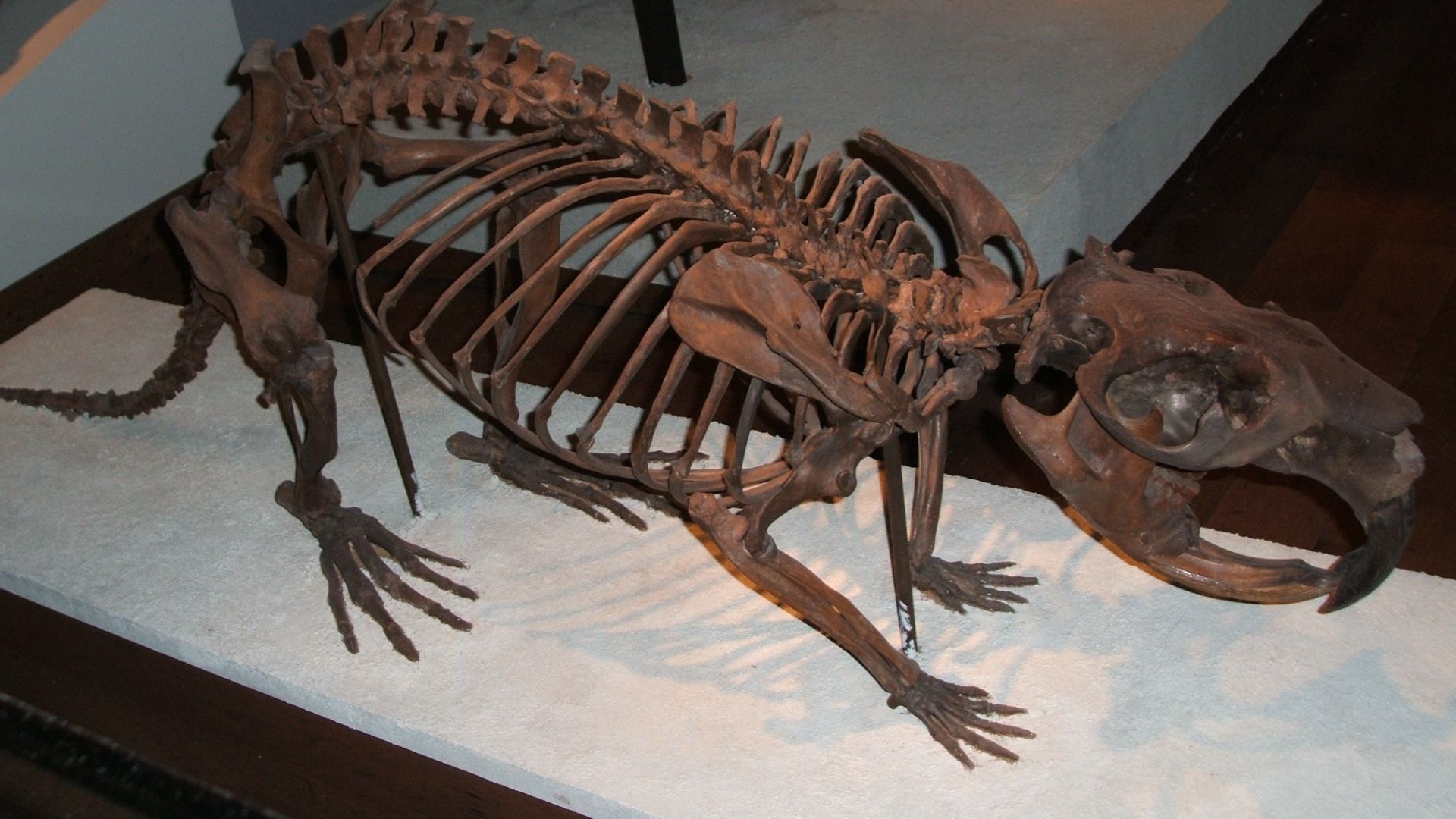 4. Le Castoroides était un castor géant