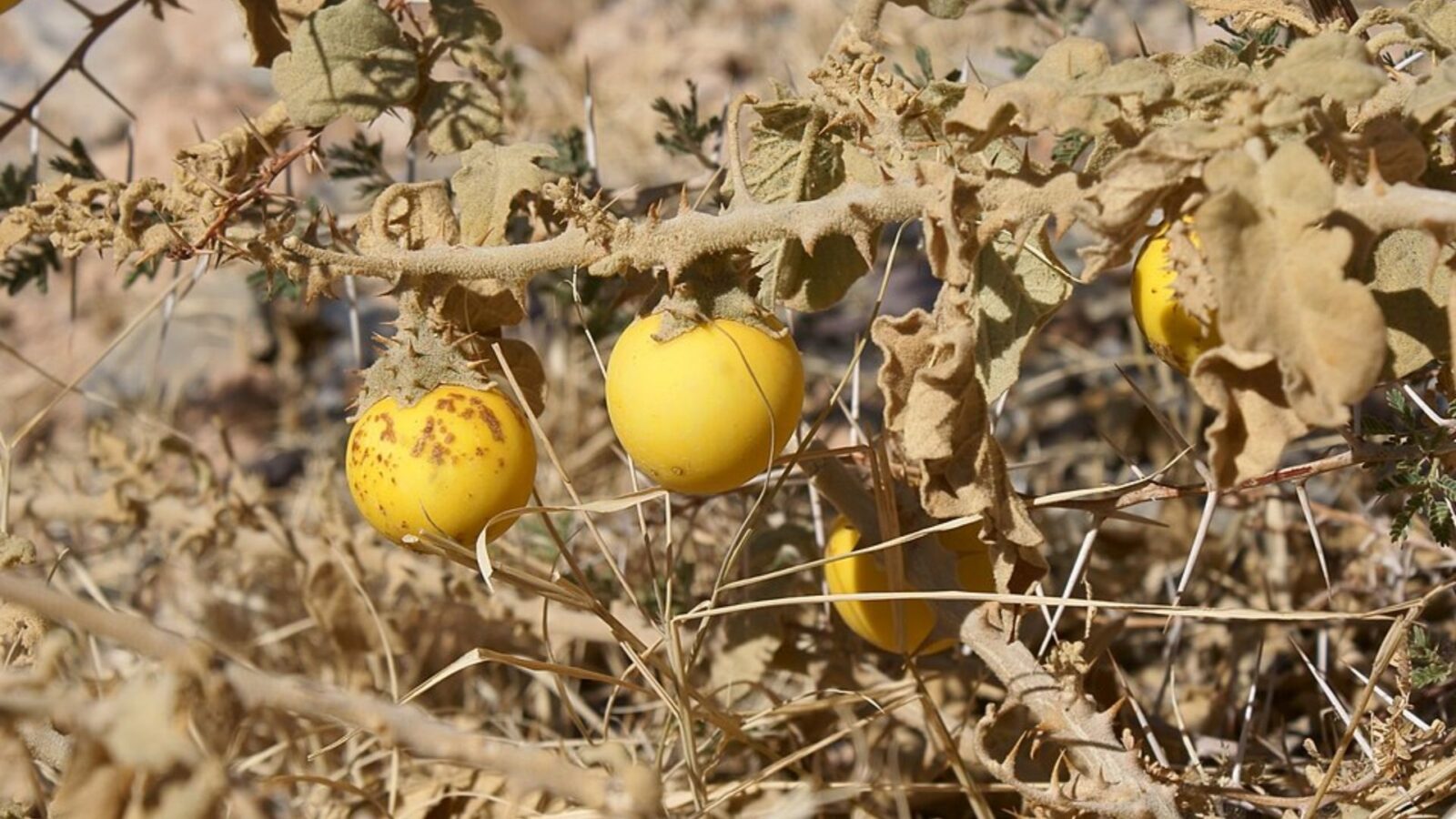 6. Malheureusement, les tomates avaient des proches extrêmement suspects