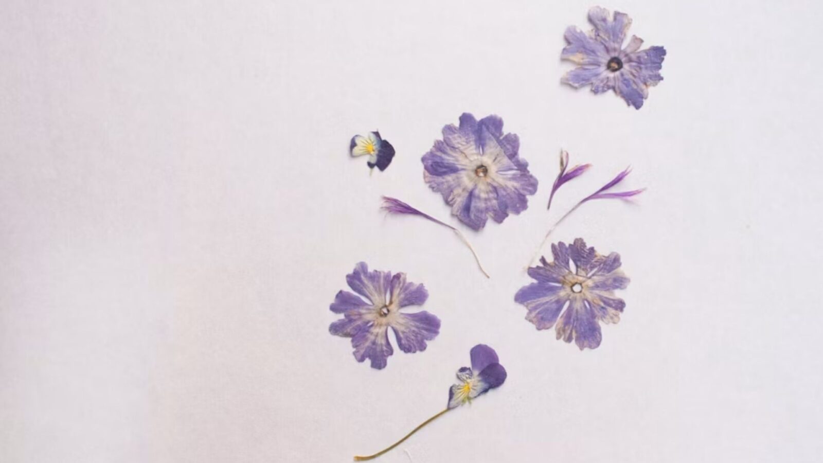 20. A Violet Meant Faithfulness, If You Had The Right Book