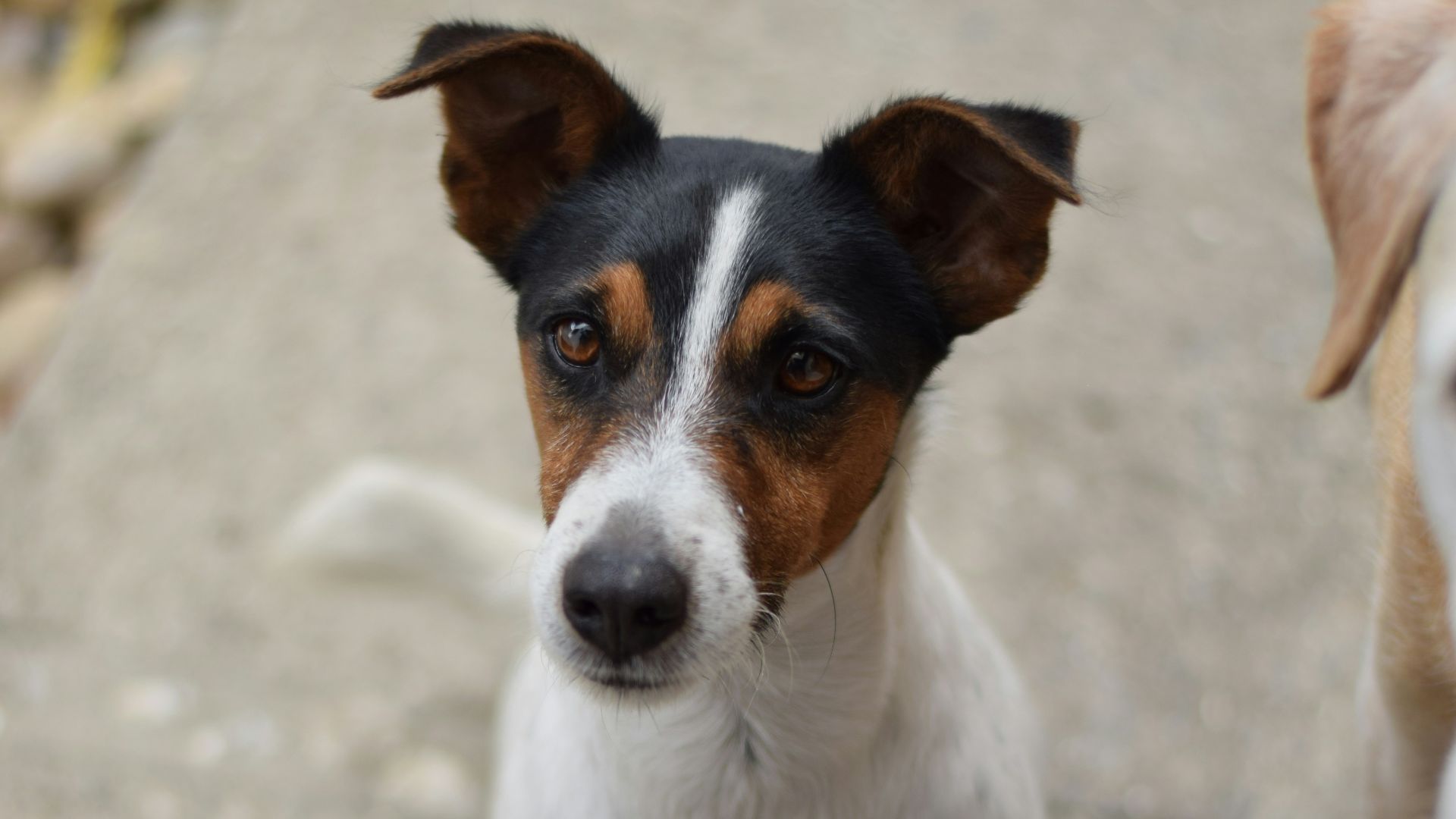 6. Fox-terrier