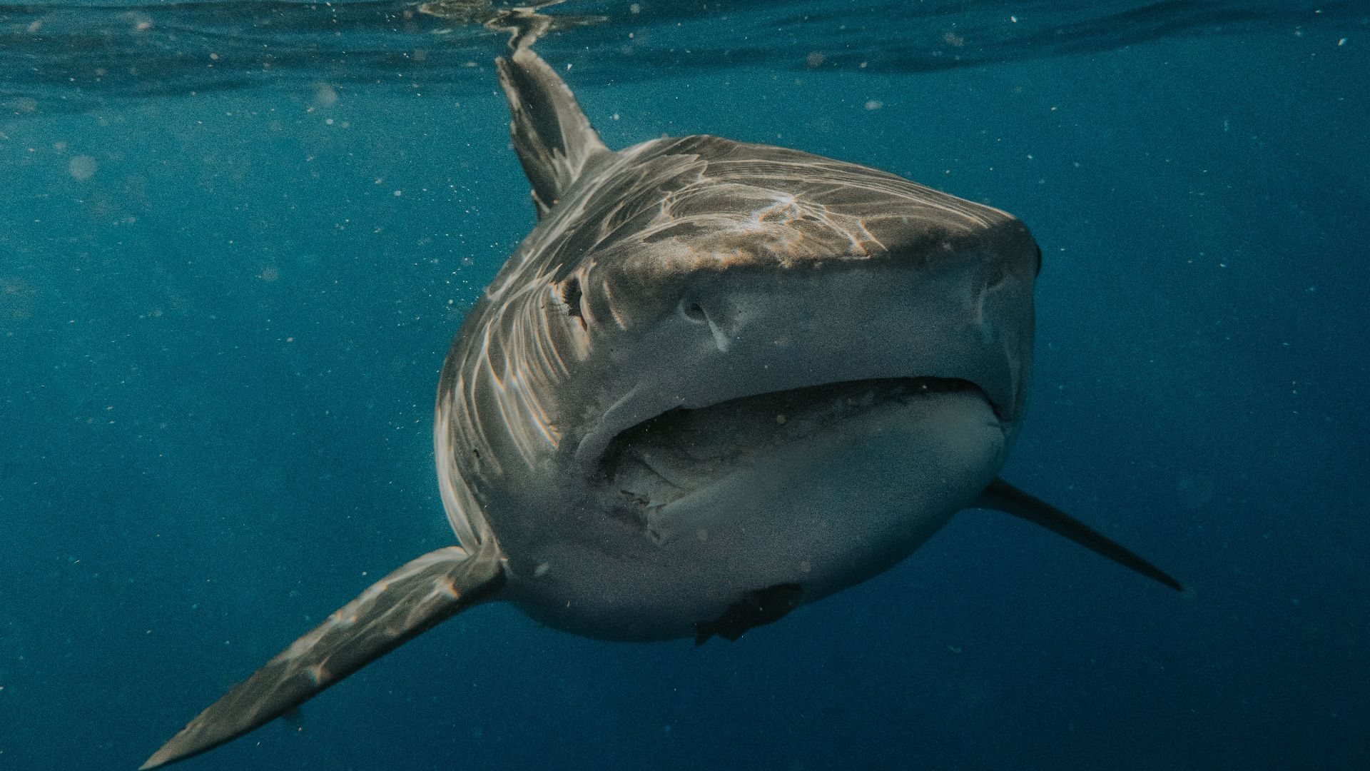 20 Things Scientists Have Recently Discovered About the Megalodon