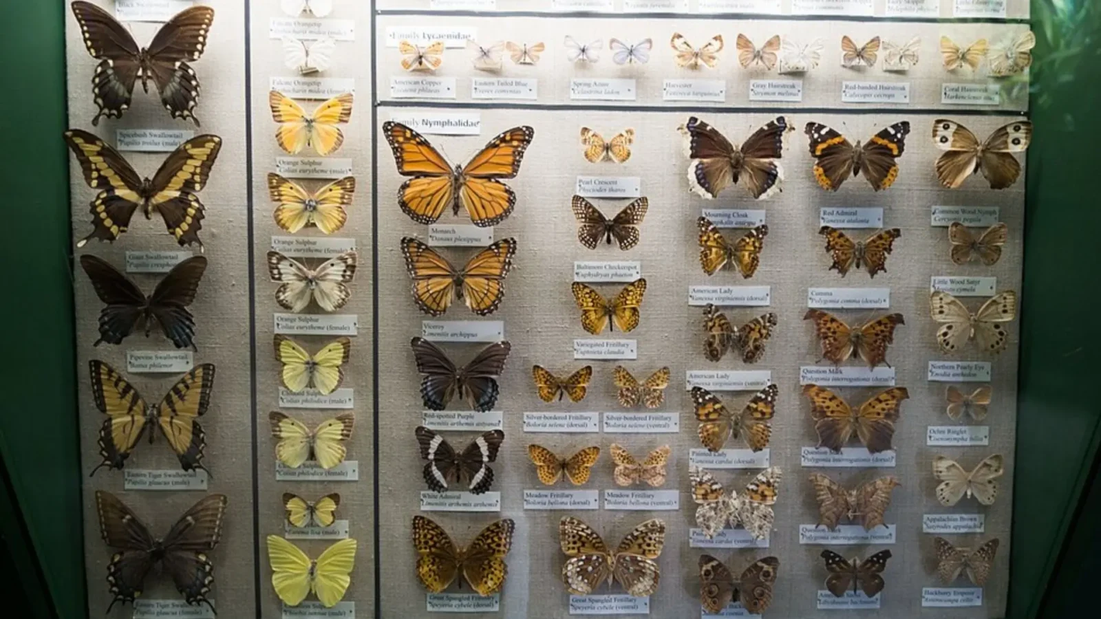 12. Collectionner des papillons revenait à les tuer