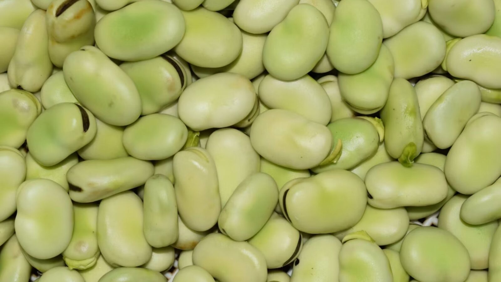 4. Broad Beans Were Their Favorite (At First)