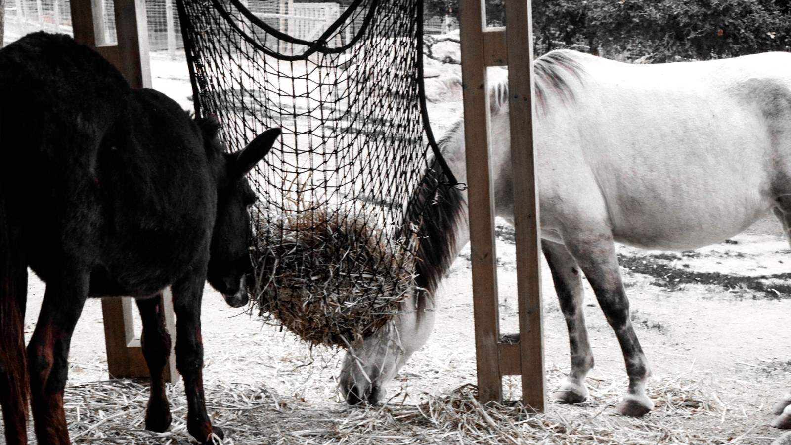 5. Your Horse Didn't Eat For Free