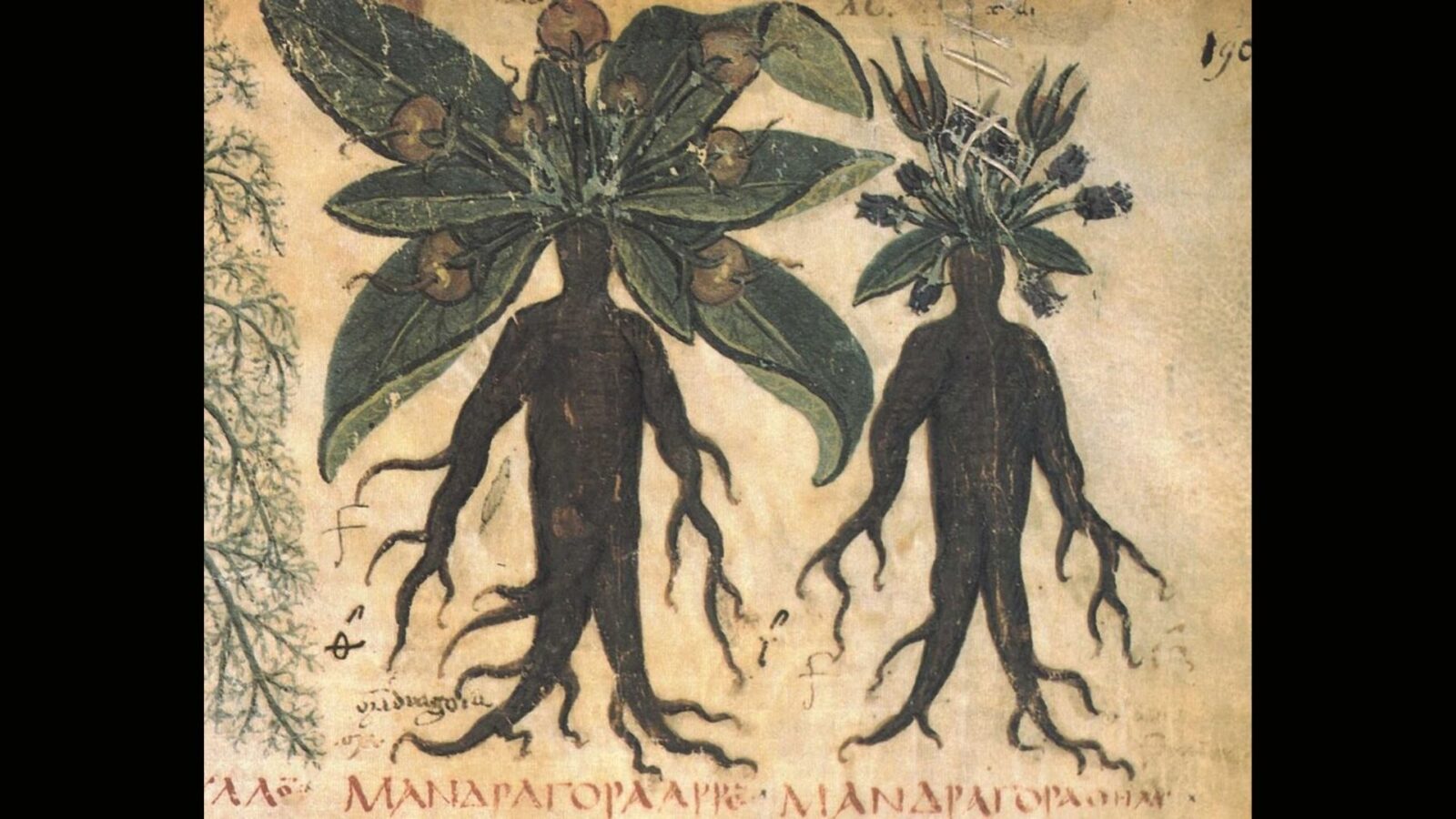 7. On les associait autrefois aux mandragores