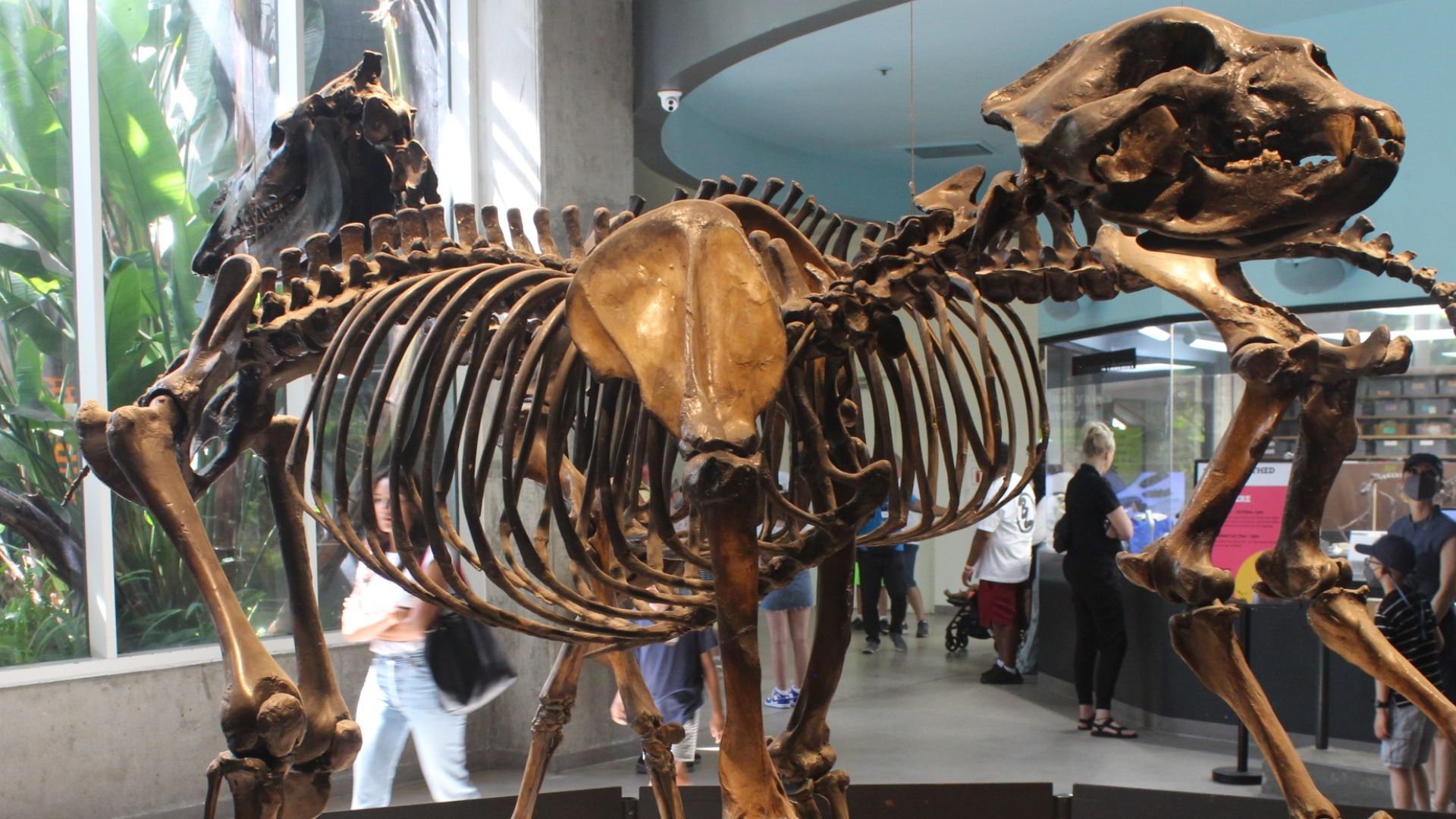7. L'Arctodus était un cousin géant des ours actuels
