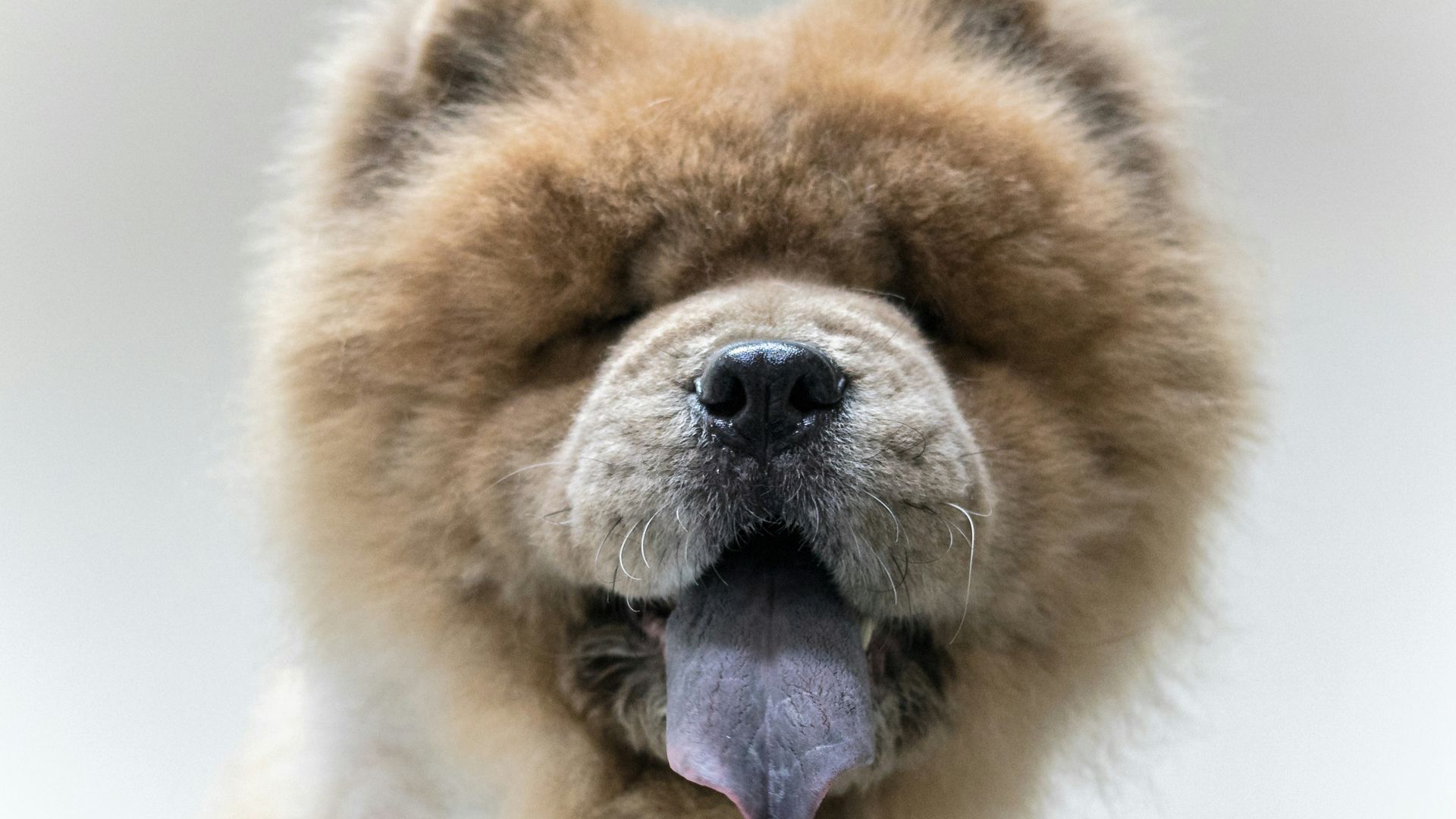 5. Chow-chow