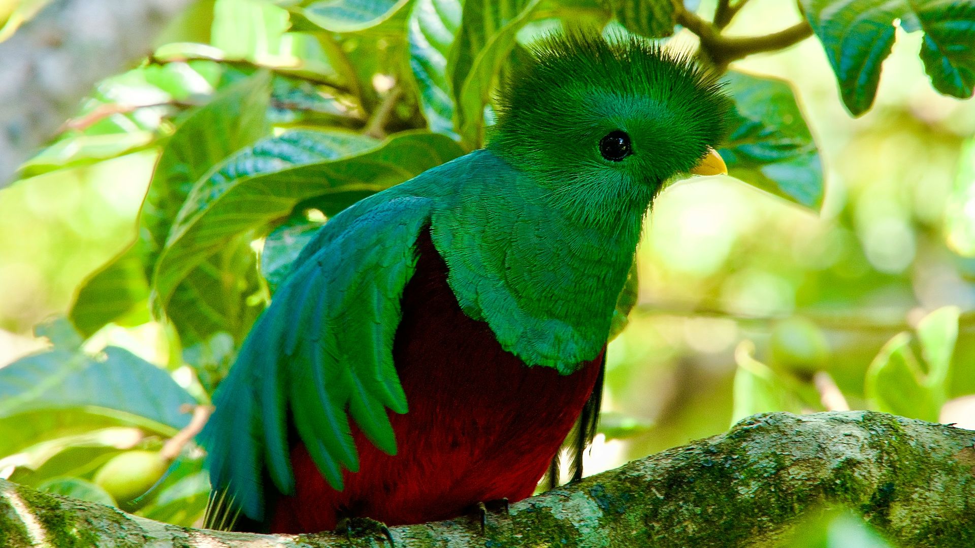 19. Les quetzals dans la Mésoamérique antique