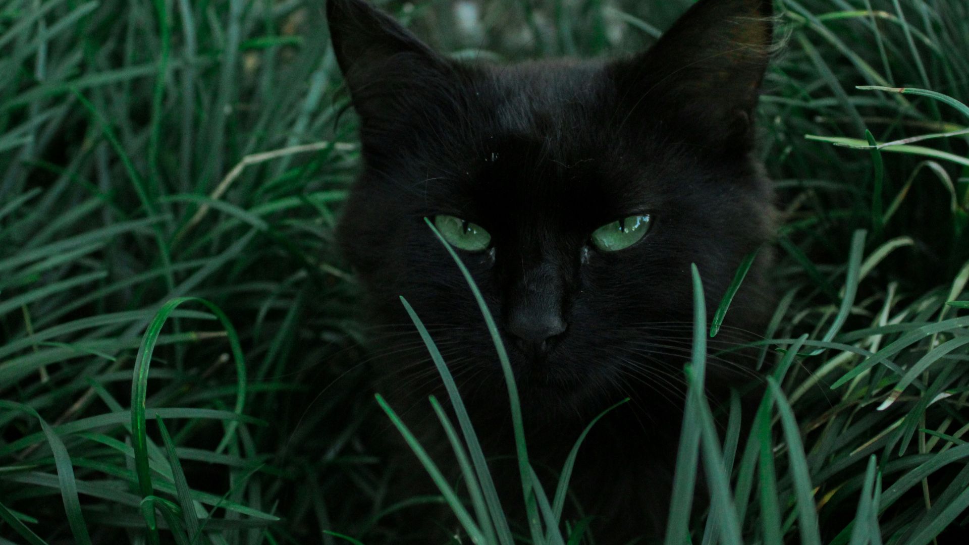 1. Les chats dans l'Égypte antique
