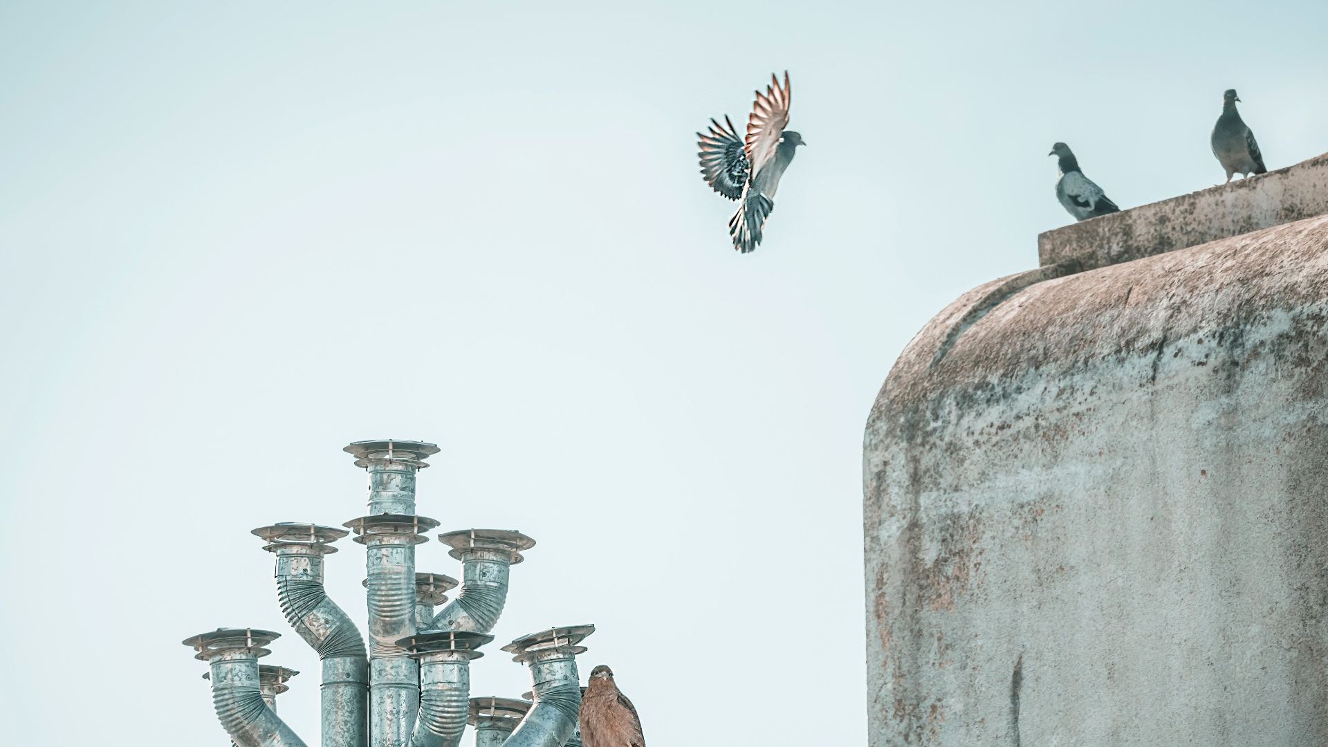 4. Les pigeons de Paris
