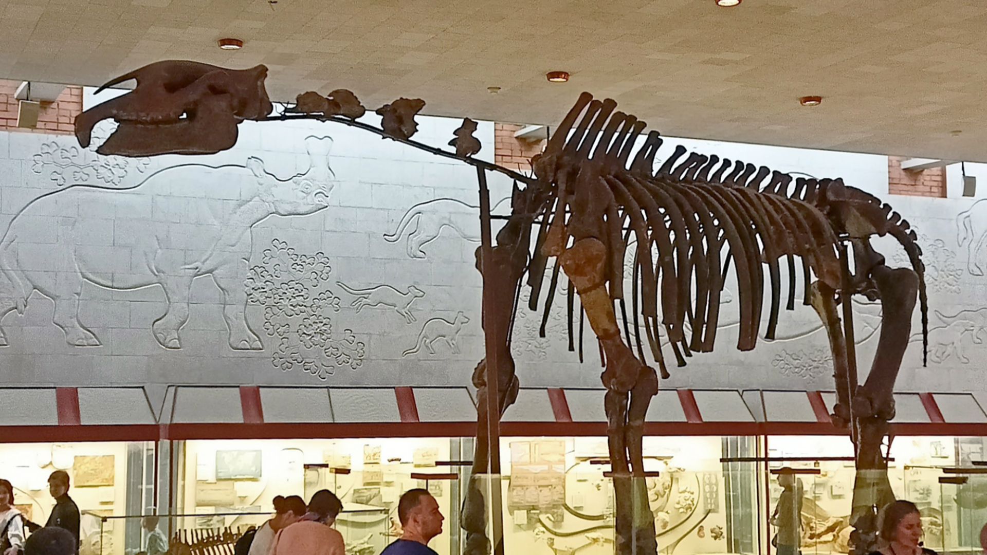 6. Le Paraceratherium était un cousin du rhinocéros absolument gigantesque