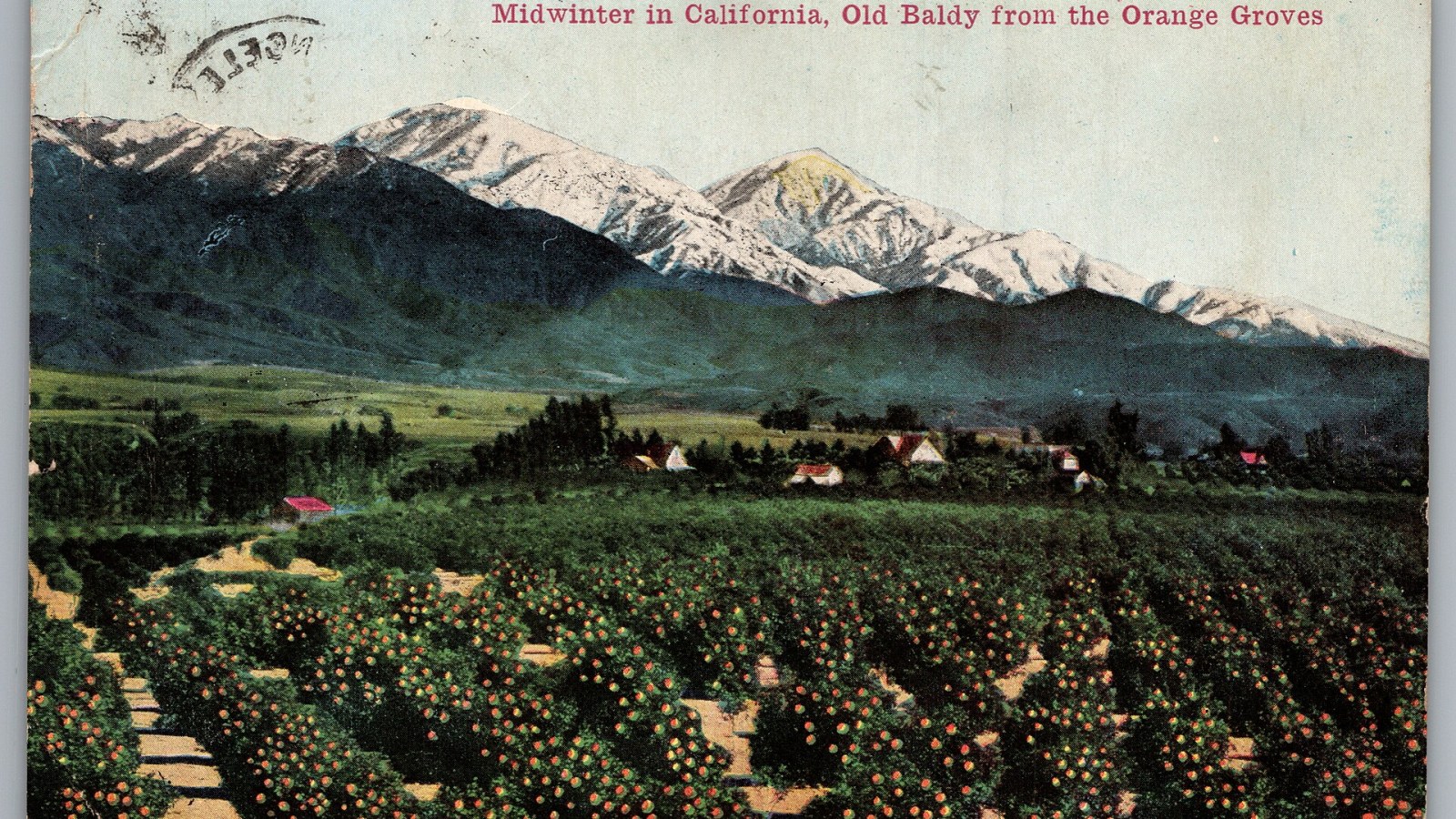 10. A Stanford Dropout Became America's Top Orange Buyer
