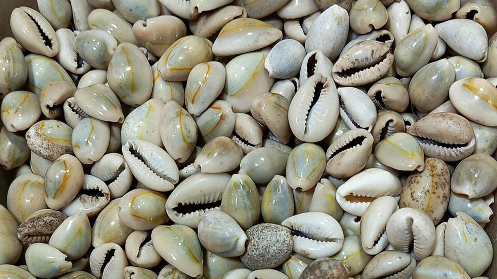 6. Cowrie Shells Became The World's Most Widespread Money