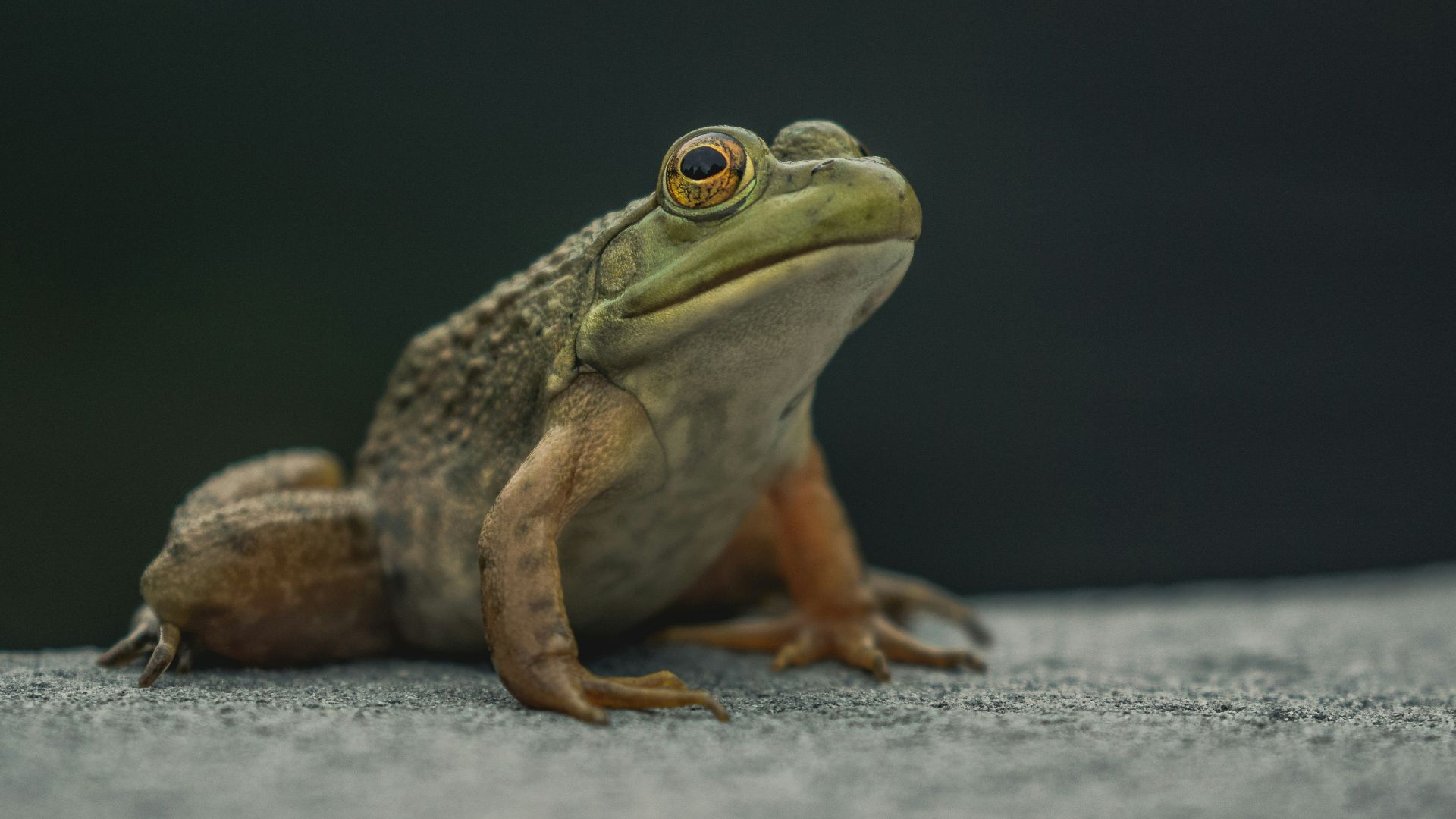 18. Les grenouilles