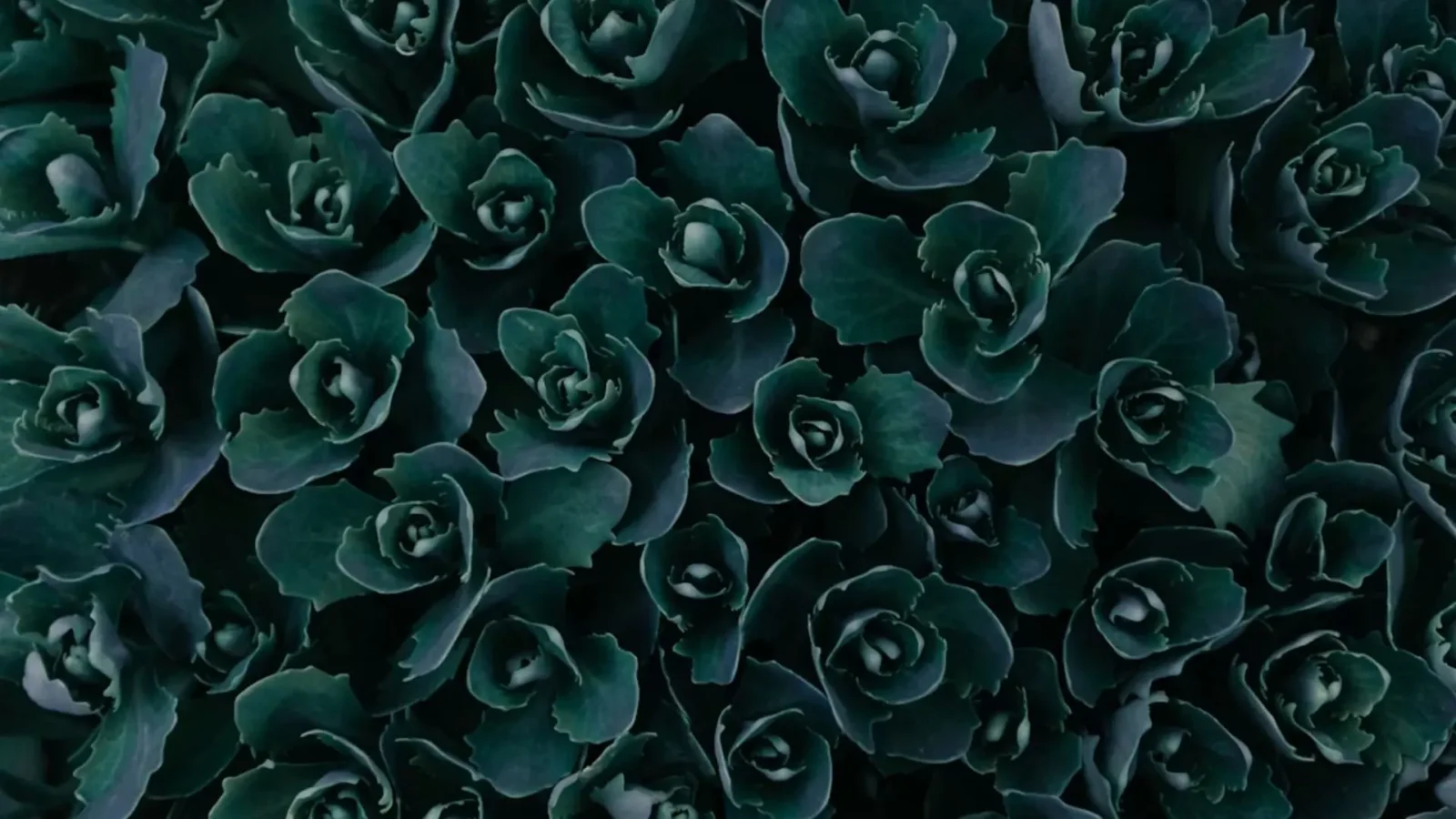 15. Fake Flowers Became A Killer Trade