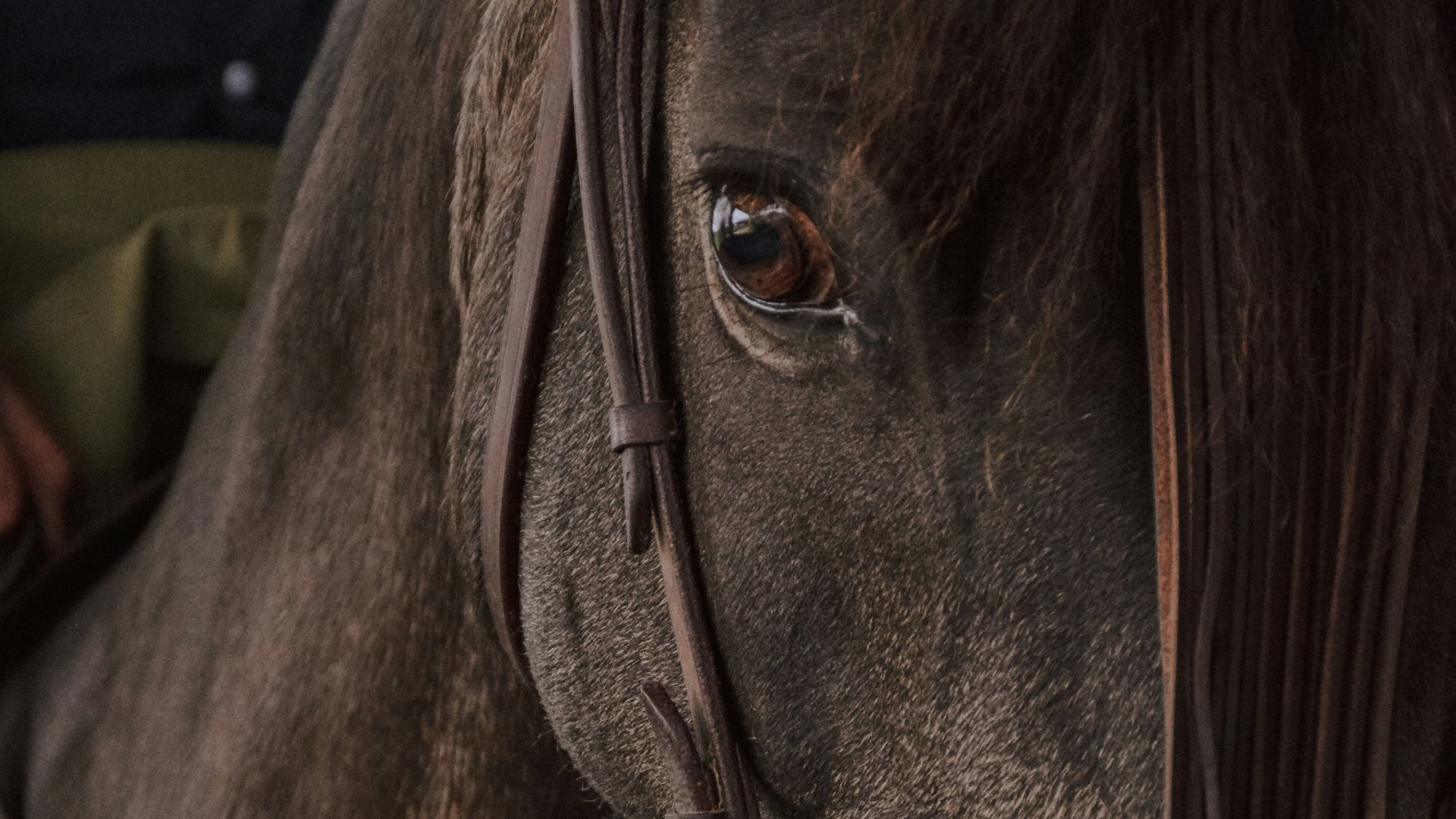 12. Chevaux