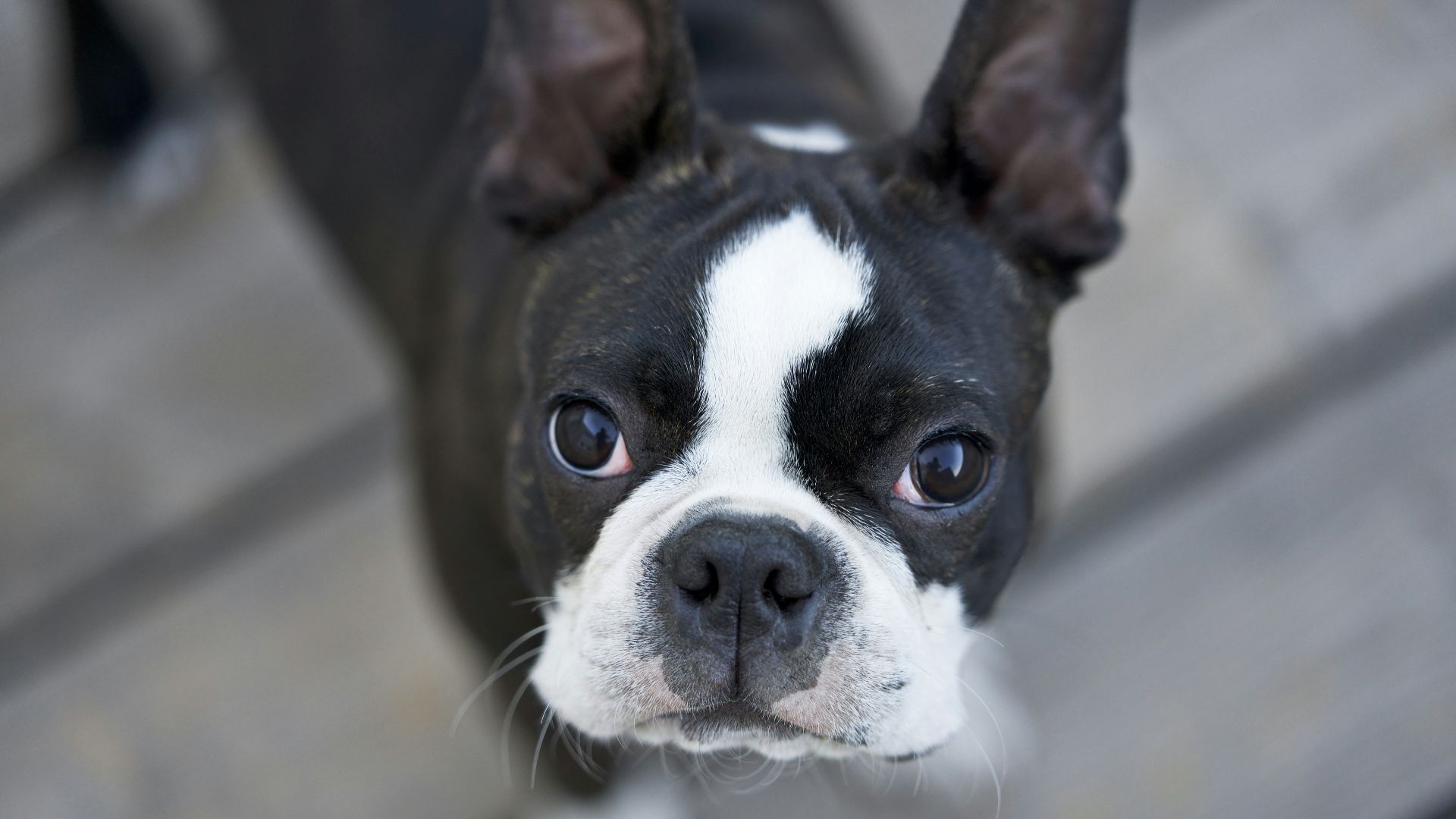 7. Boston Terrier