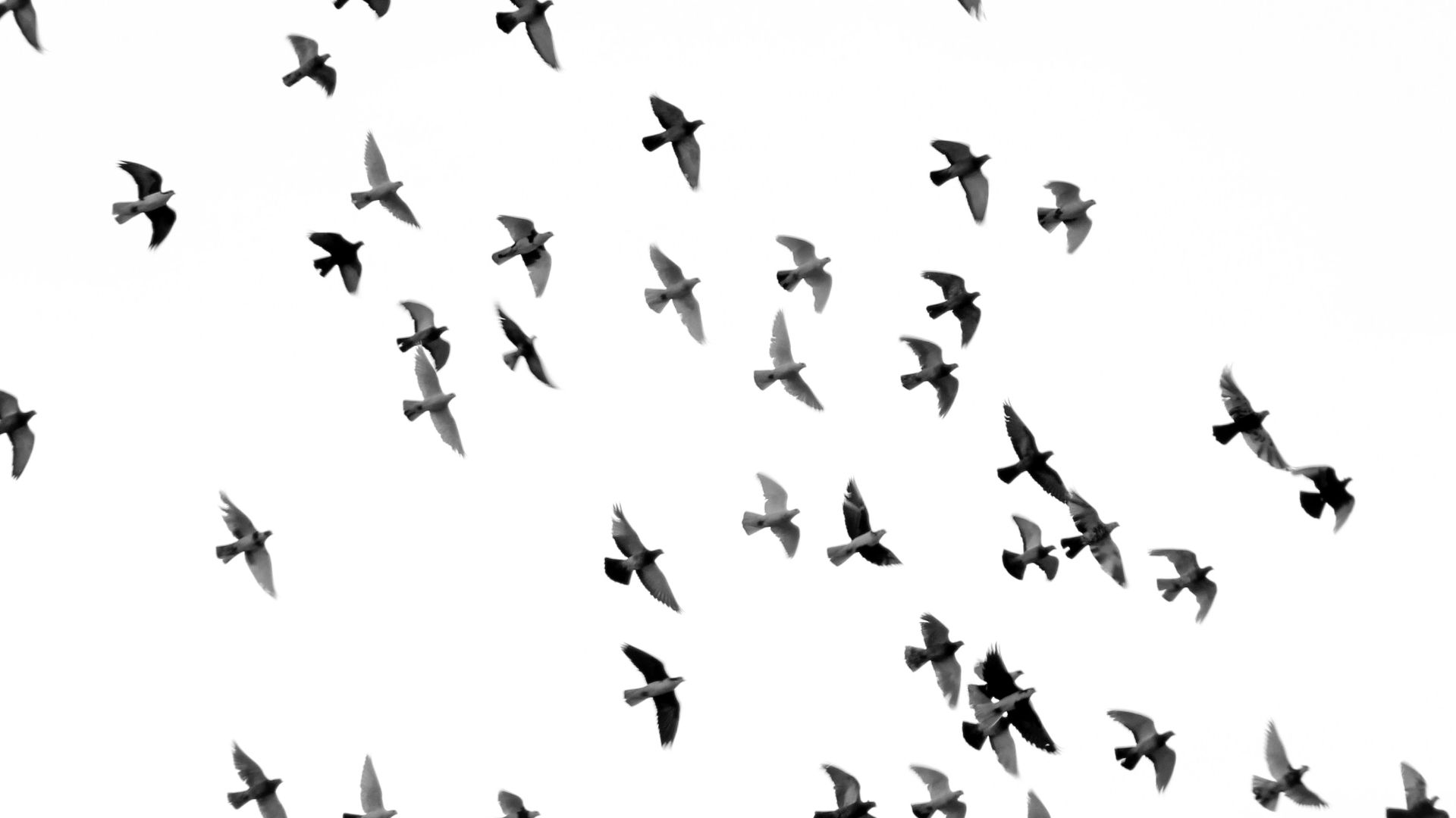 1. Les oiseaux sont bel et bien des dinosaures