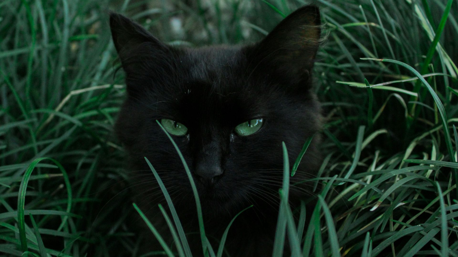 3. Les chats noirs