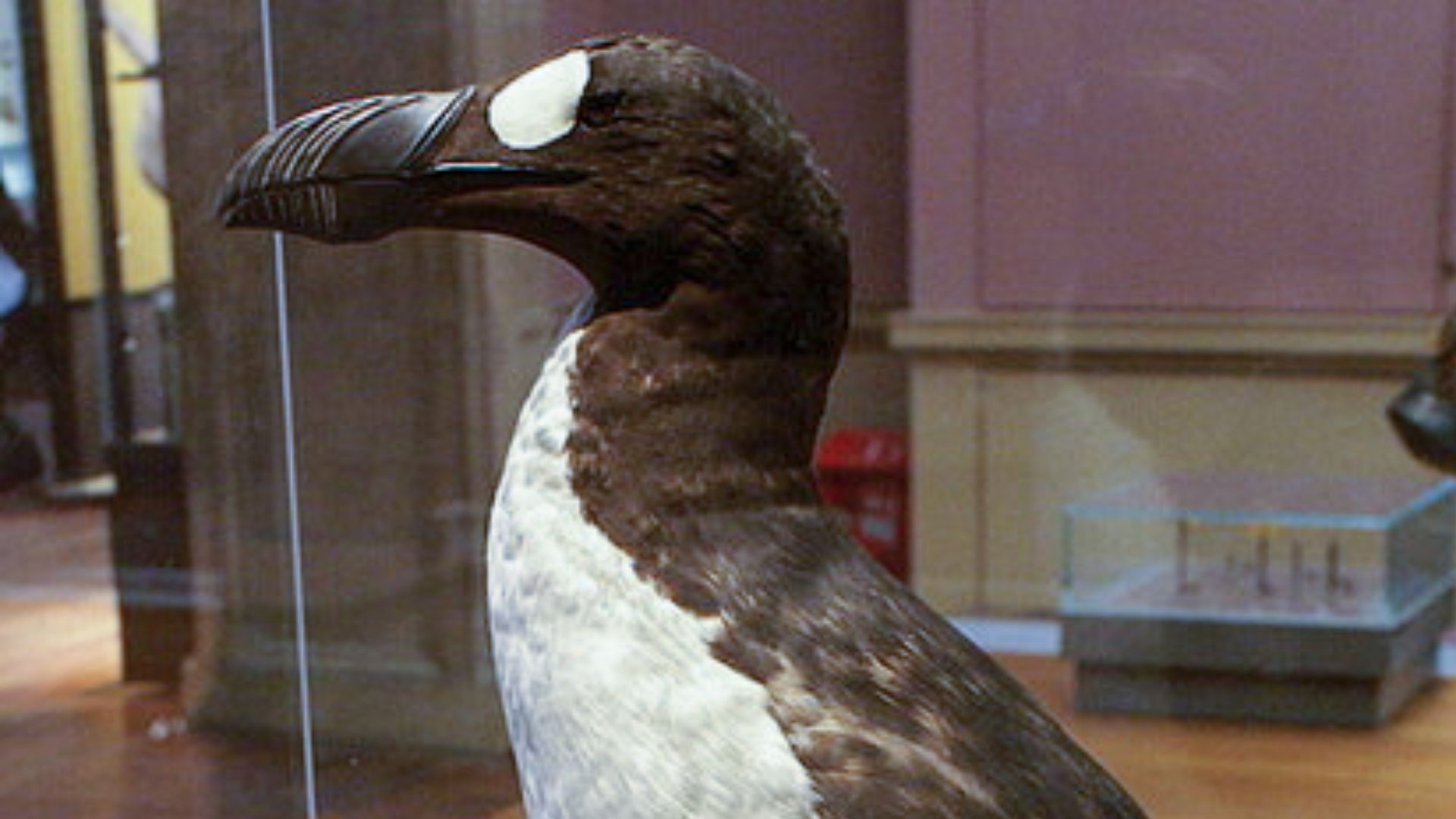 6. Le grand pingouin
