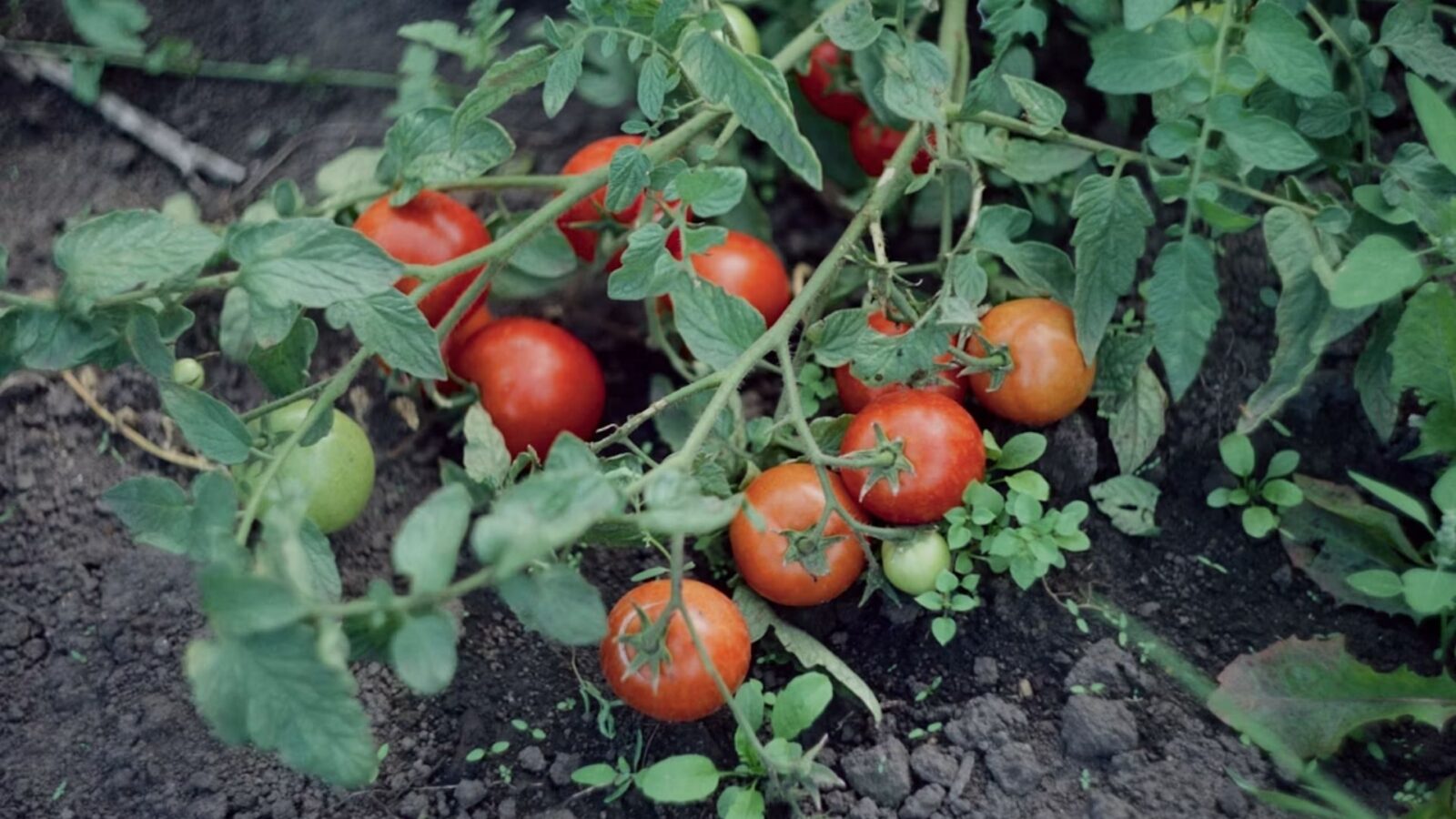 5. Mais les tomates restaient tout de même, pour l'essentiel, des curiosités exotiques dans les jardins