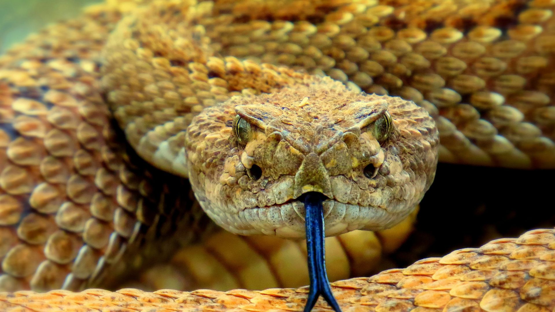 7. Les serpents dans l'Égypte antique