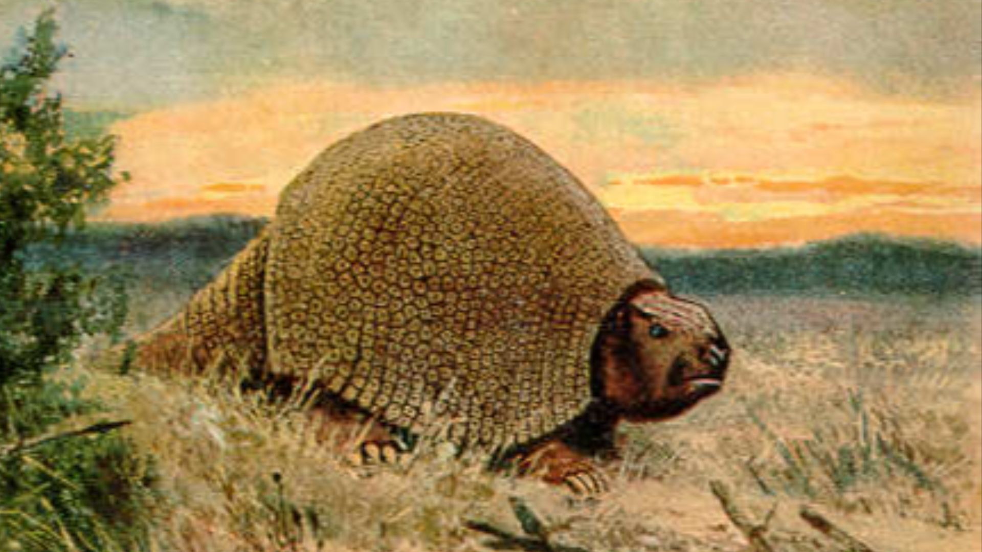 2. Le glyptodon a transformé le tatou en géant