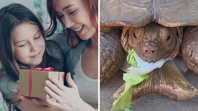 Texas mom buys a pet for her girls. 18 years later, here’s why Tank the sulcata tortoise is the ‘worst decision I ever made’