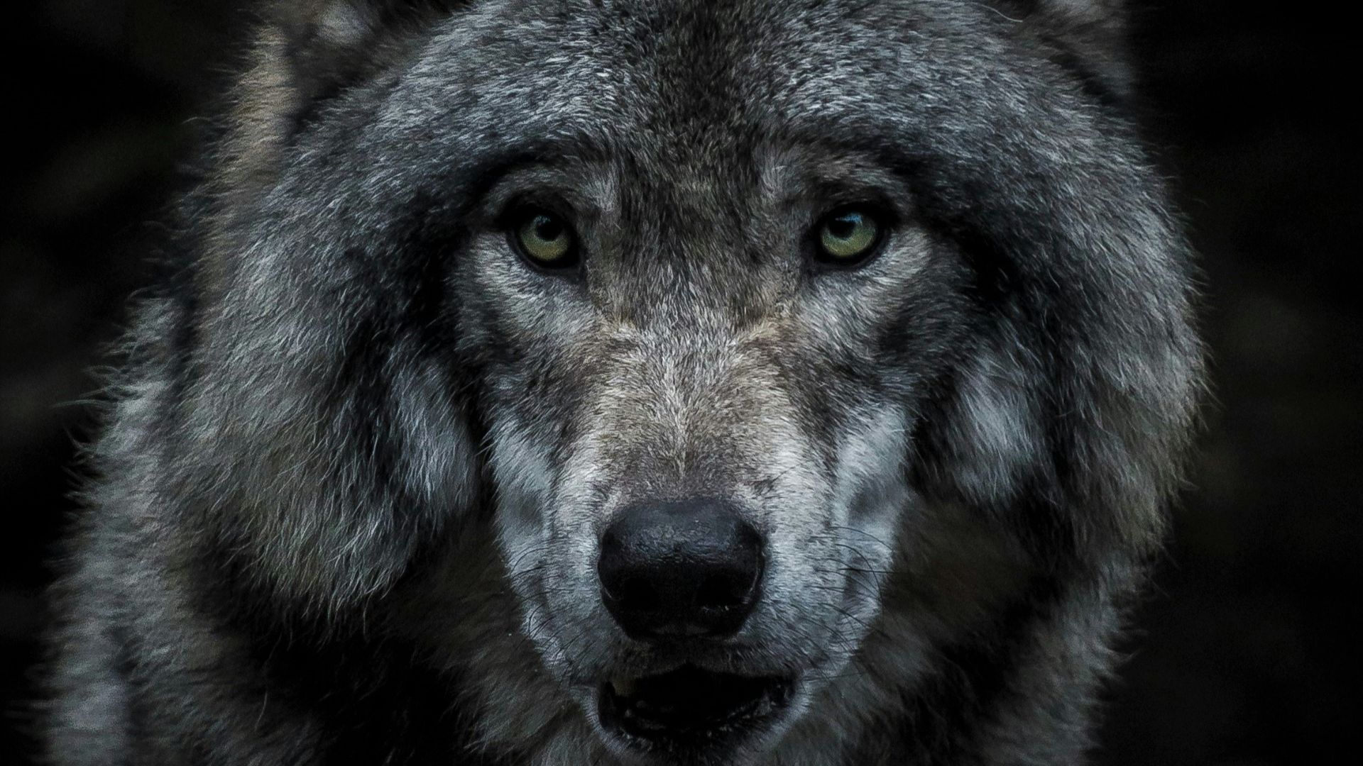 20 Animals That Ancient Civilizations Considered Sacred