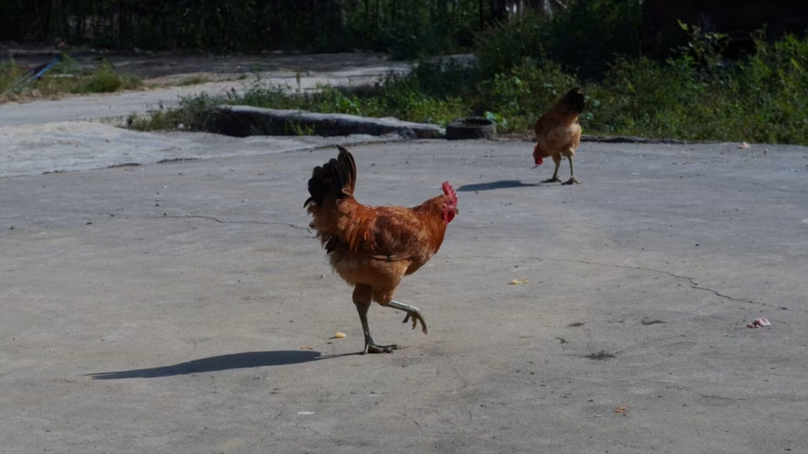 7. A Man Found It Chasing His Chickens