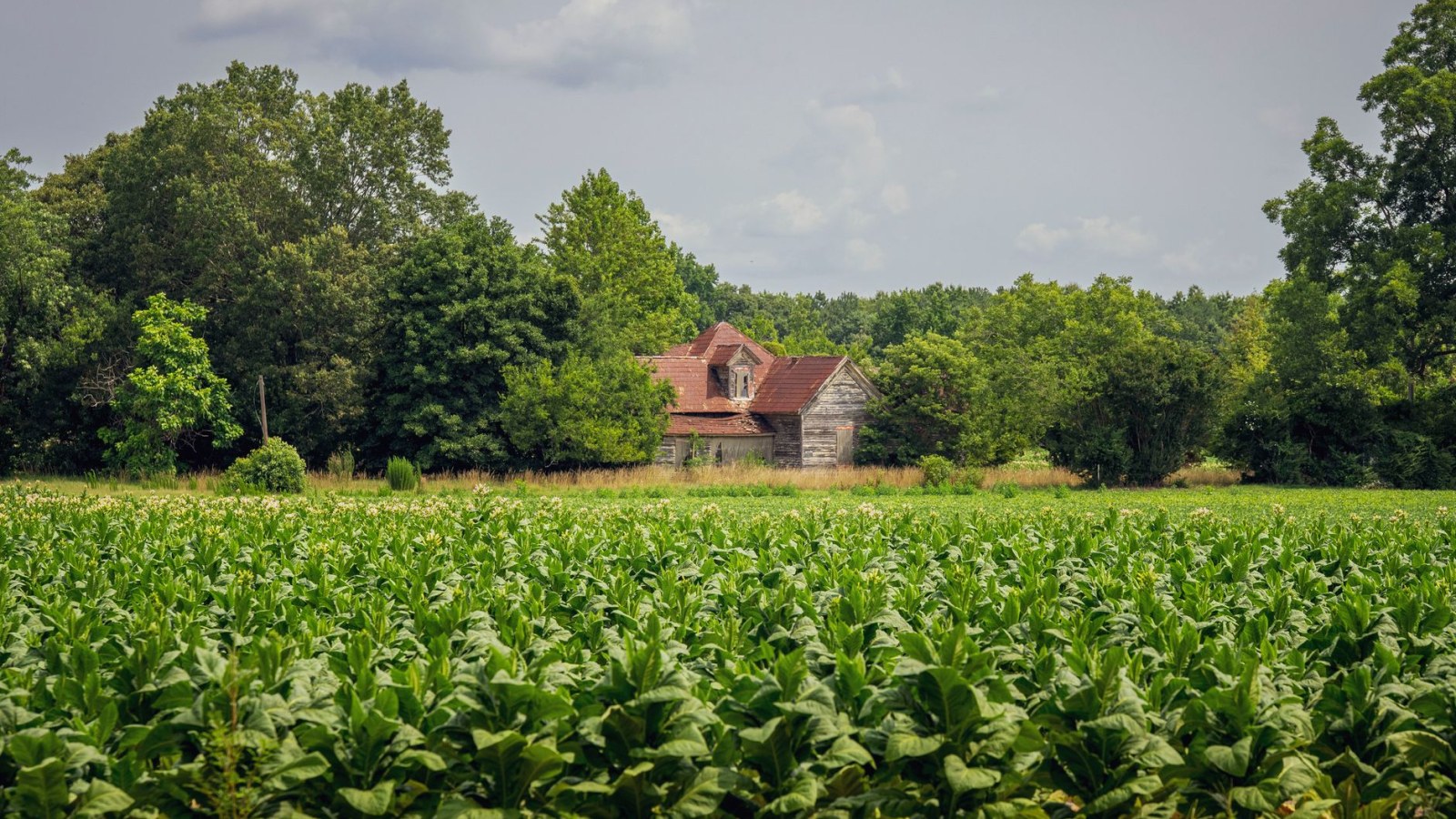9. Eliza Lucas Pinckney Built A Cash Crop, Not With Her Own Hands