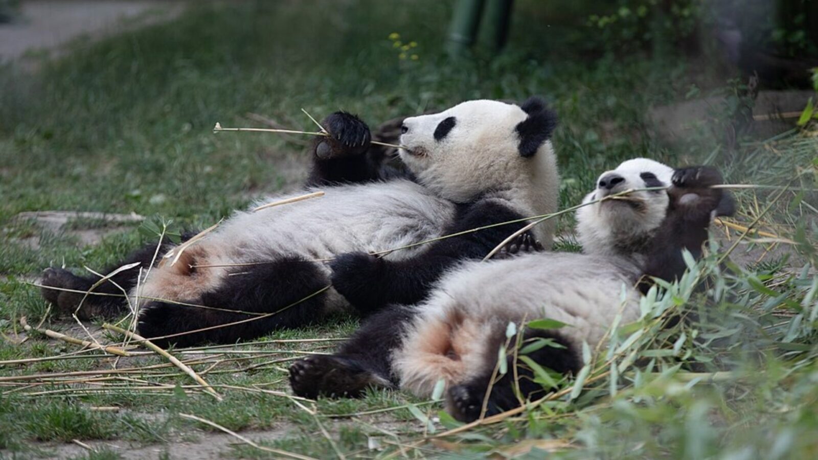 6. Pandas Went To War Before They Went To The Zoo