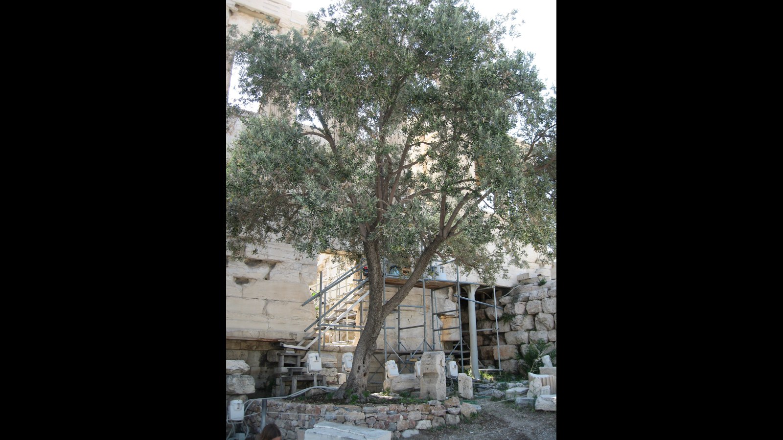 7. The Olive Branch Started As A Truce Flag