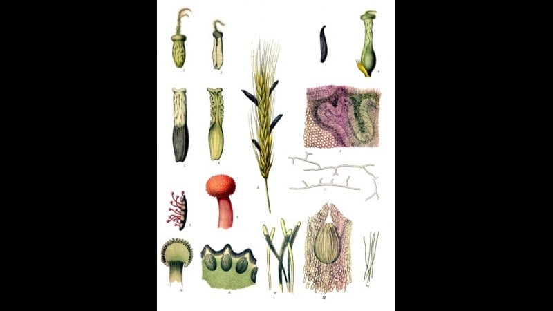 12. A Rye Fungus That Could Tear The Uterus Apart