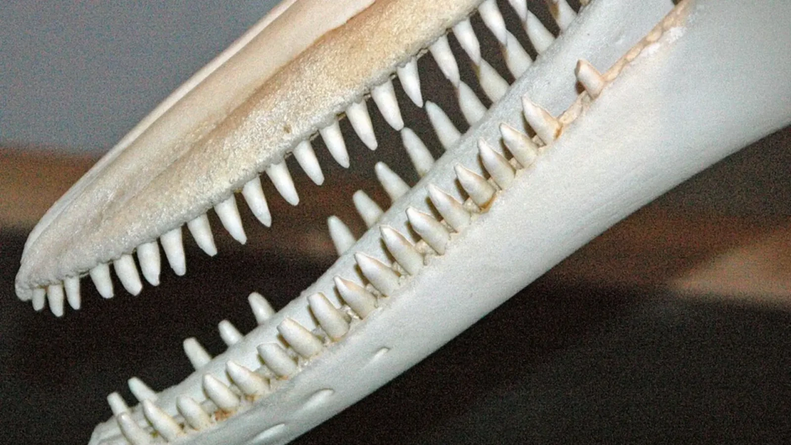 3. The Solomon Islands Used Dolphin Teeth As Cash