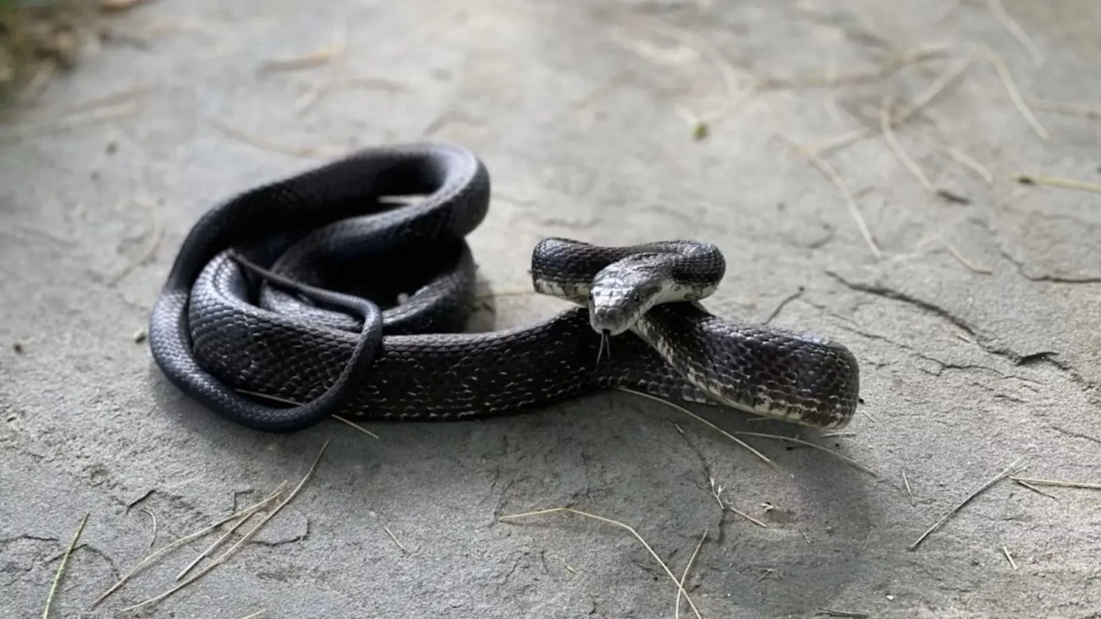 18. A Snake In The House Or Bees On A Temple Could Signal Disaster